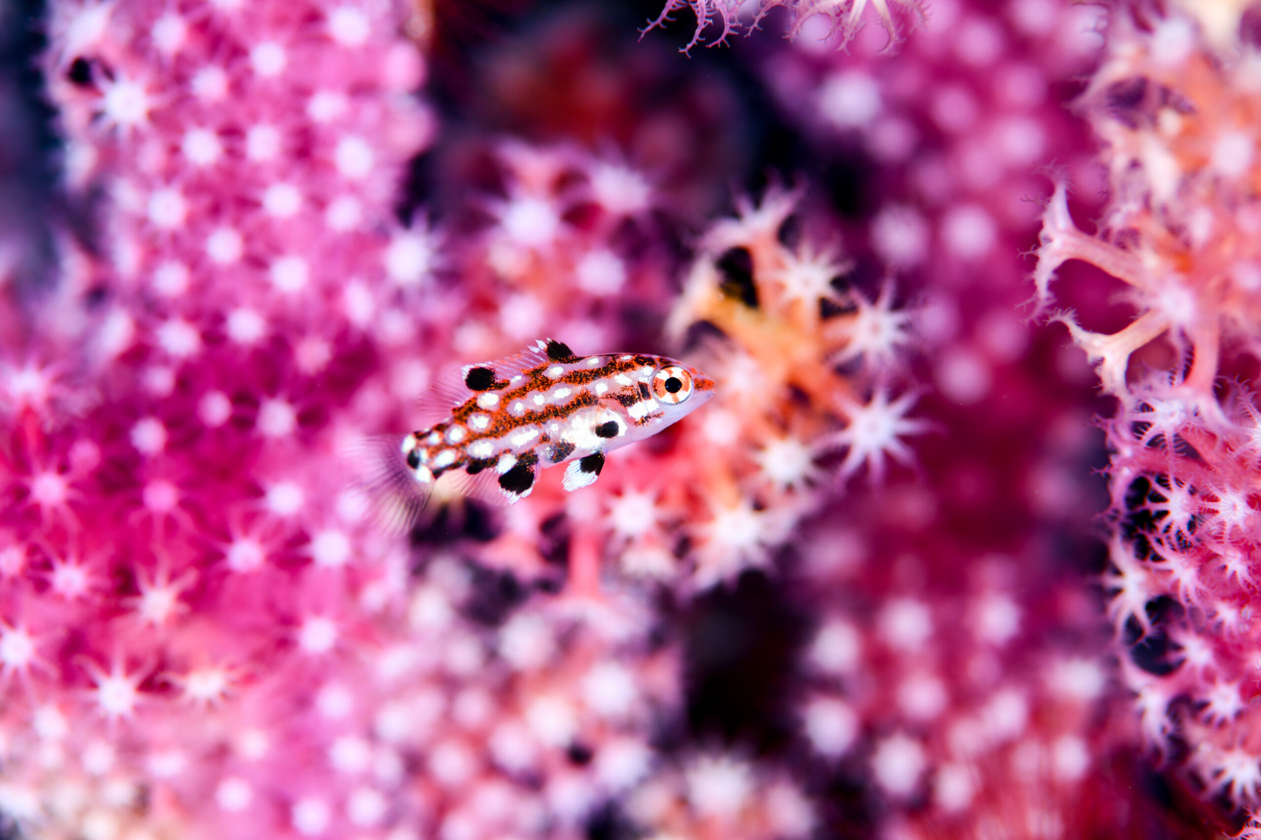 モンツキベラの幼魚（Bodianus dictynna）