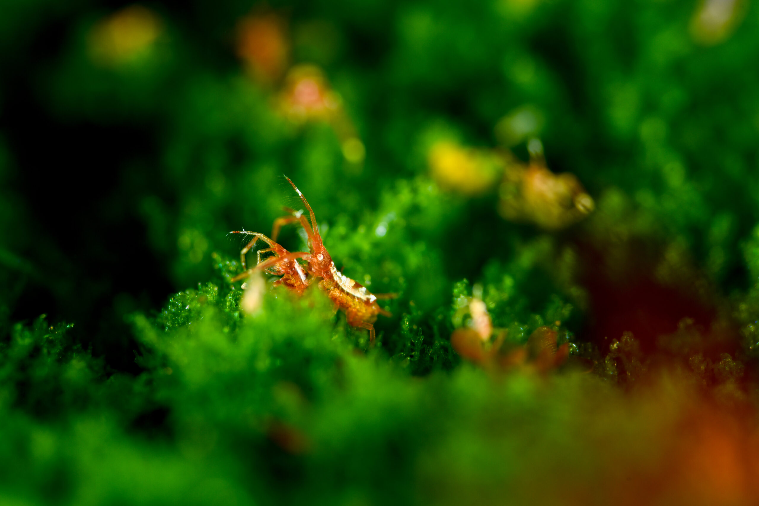 ドロノミの仲間（Podoceridae sp.）