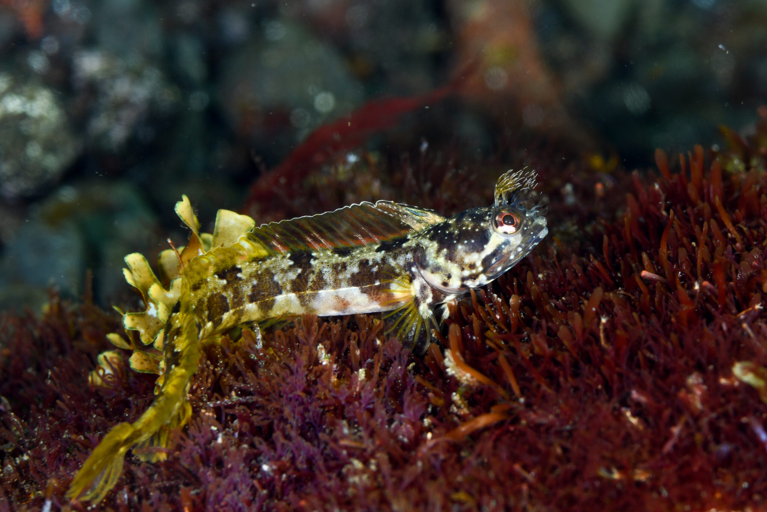 コケギンポ（Neoclinus bryope）