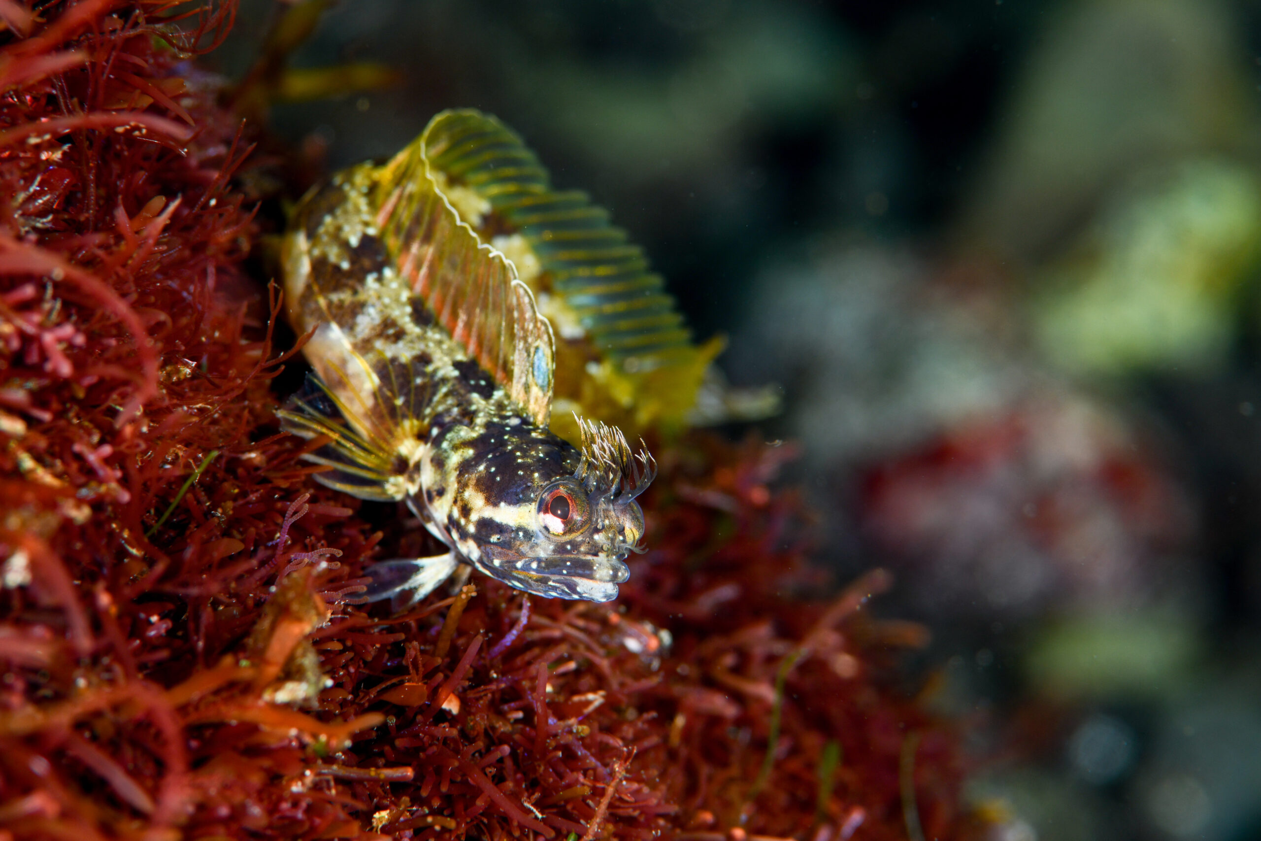 コケギンポ（Neoclinus bryope）