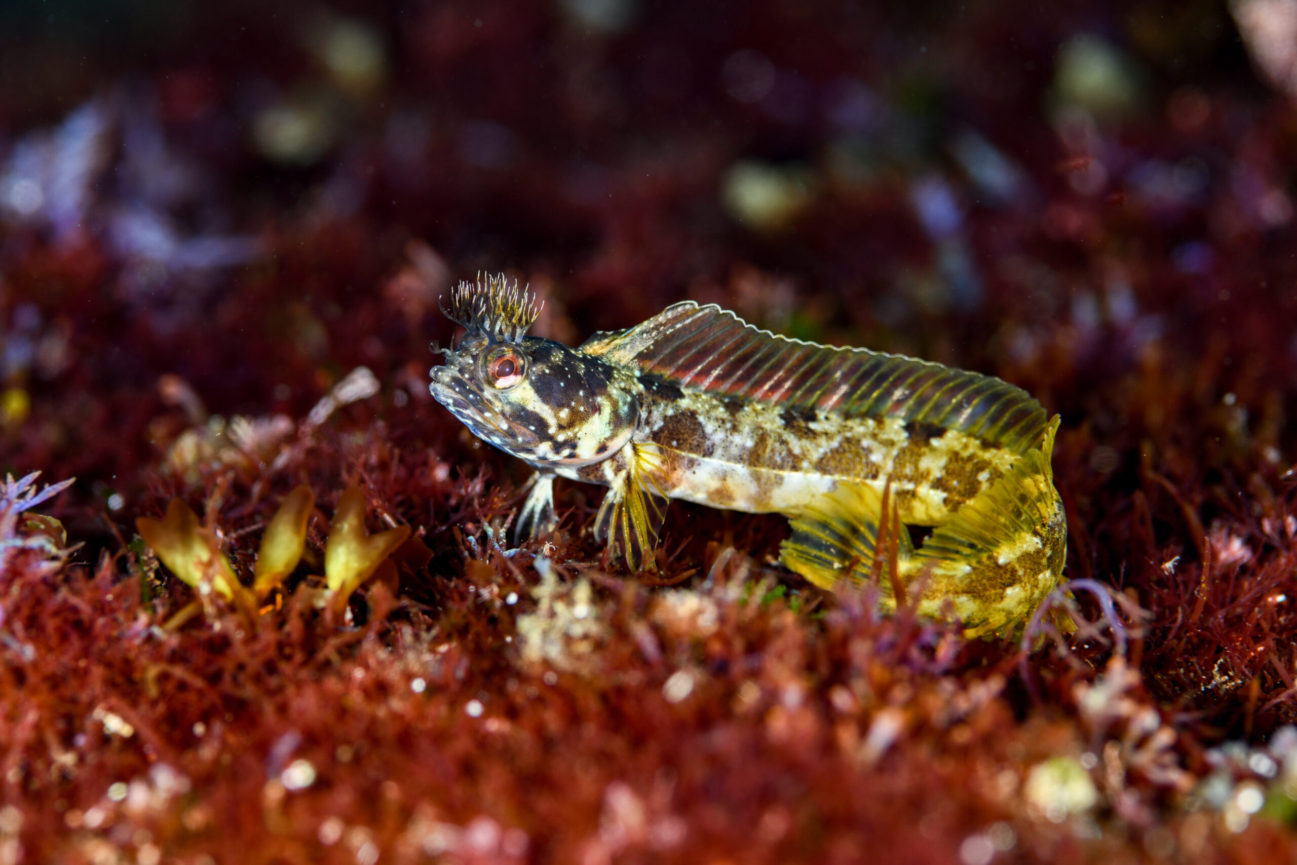 コケギンポ（Neoclinus bryope）