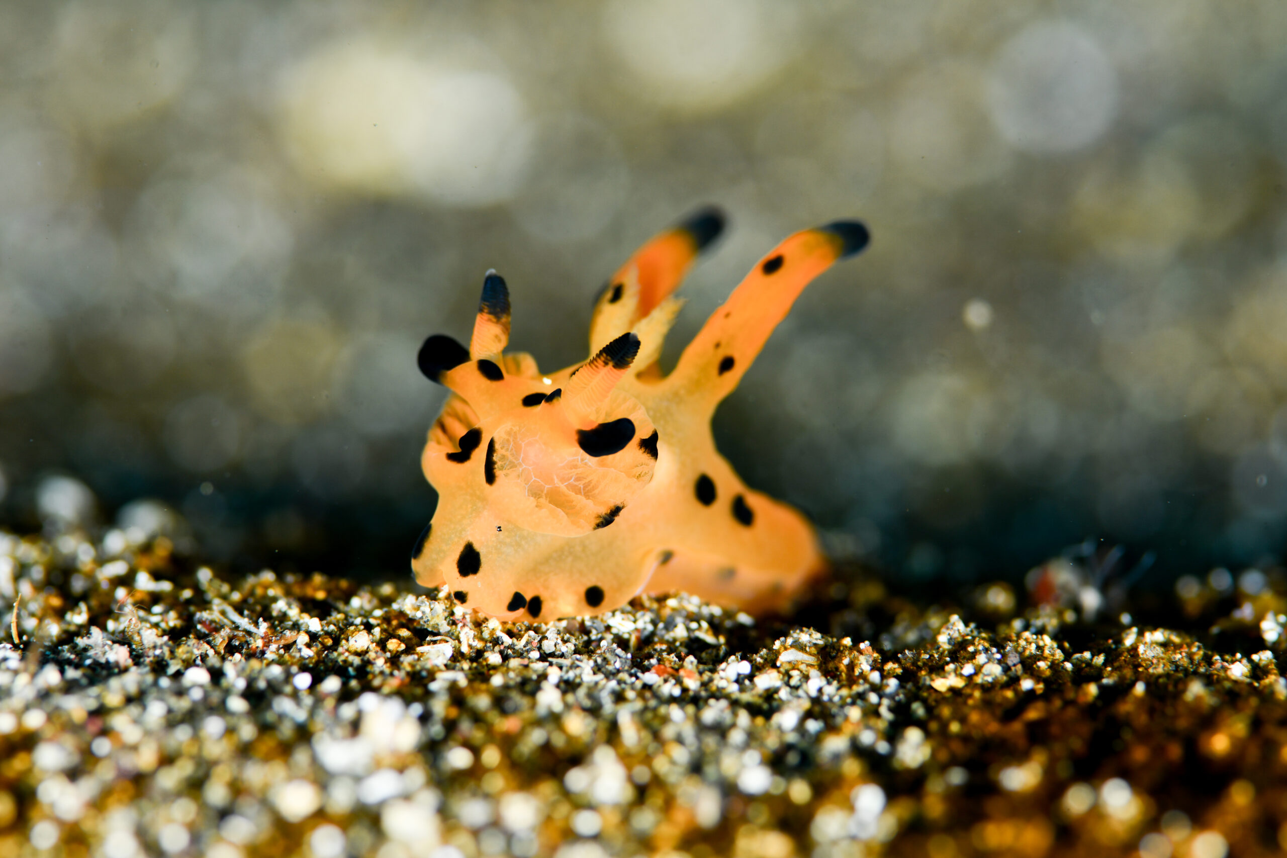 カンナツノザヤウミウシ（Thecacera sp.1）