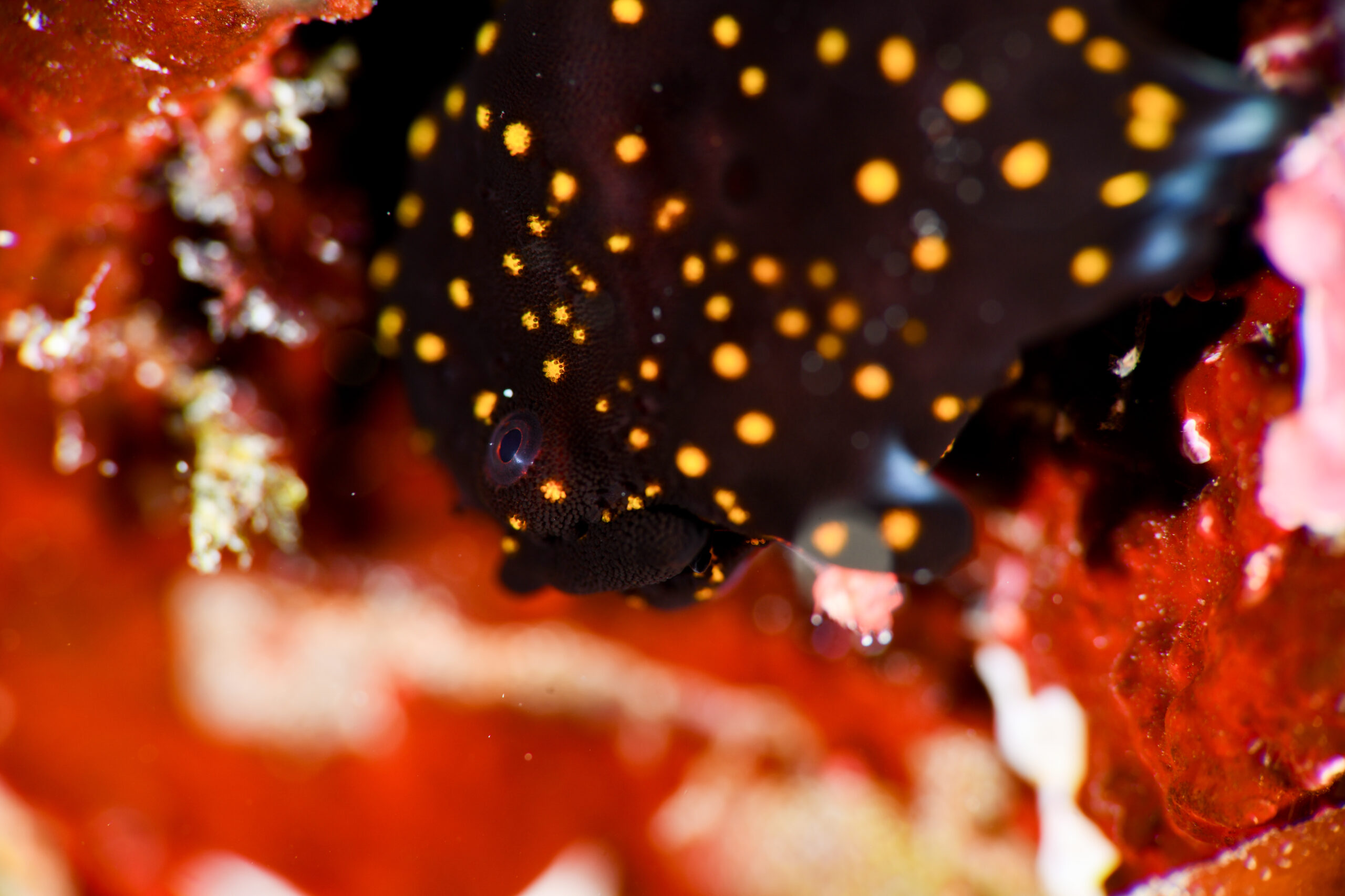 クマドリカエルアンコウ（Antennarius maculatus）
