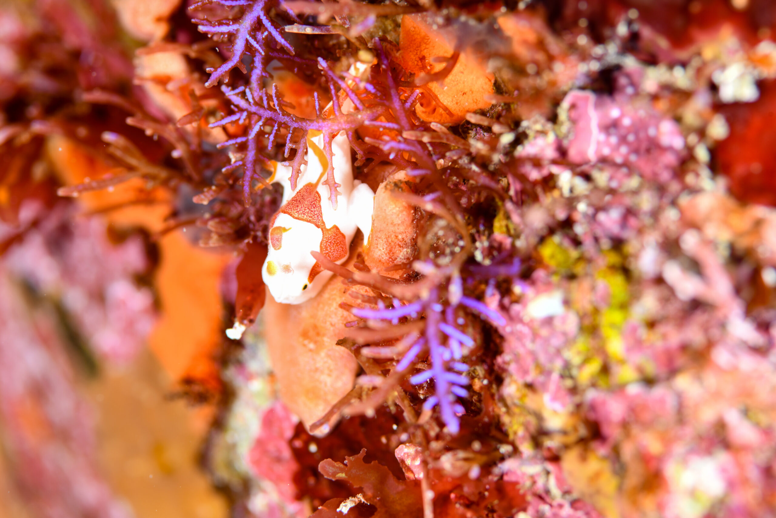 クマドリカエルアンコウ（Antennarius maculatus）