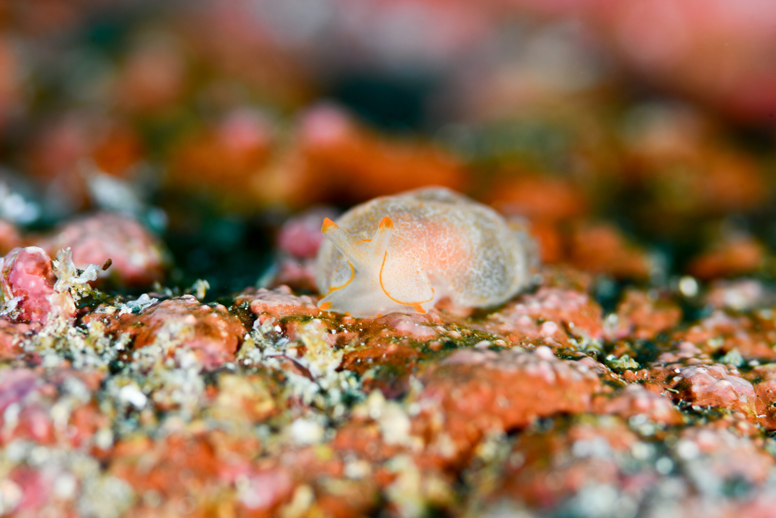 カメノコフシエラガイの若齢個体（Pleurobranchus peronii）