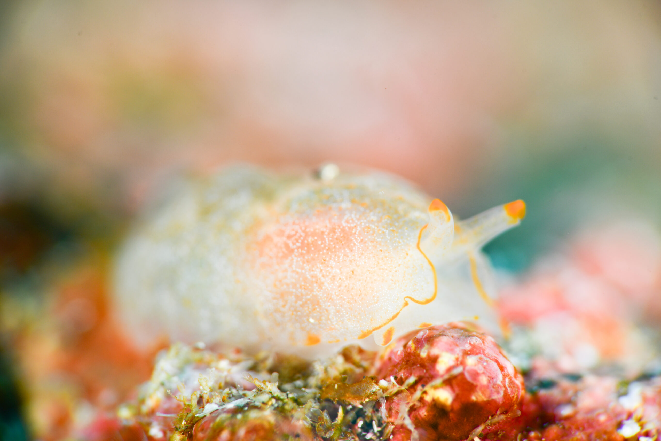 カメノコフシエラガイの若齢個体（Pleurobranchus peronii）