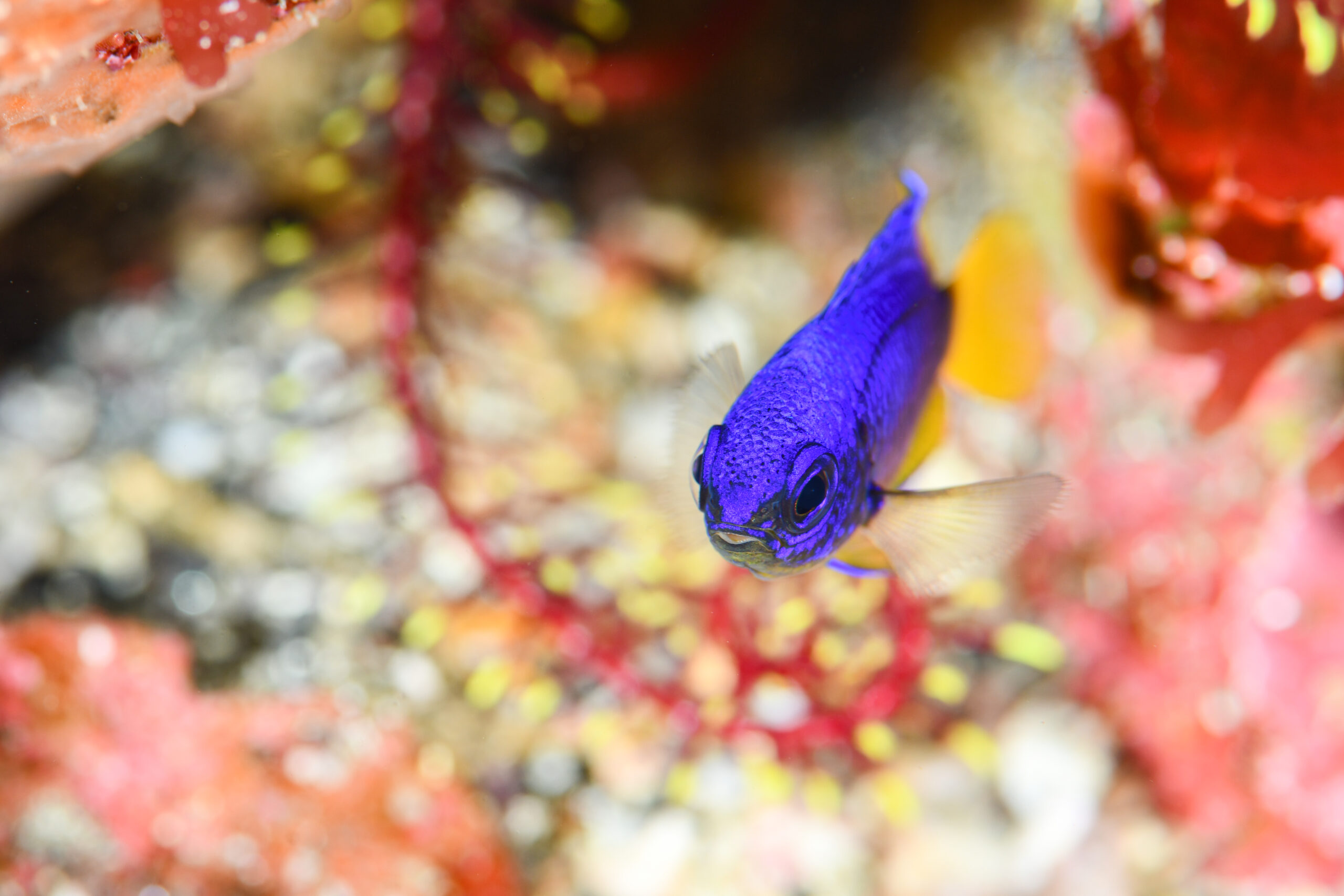 ソラスズメダイ（Pomacentrus coelestis）