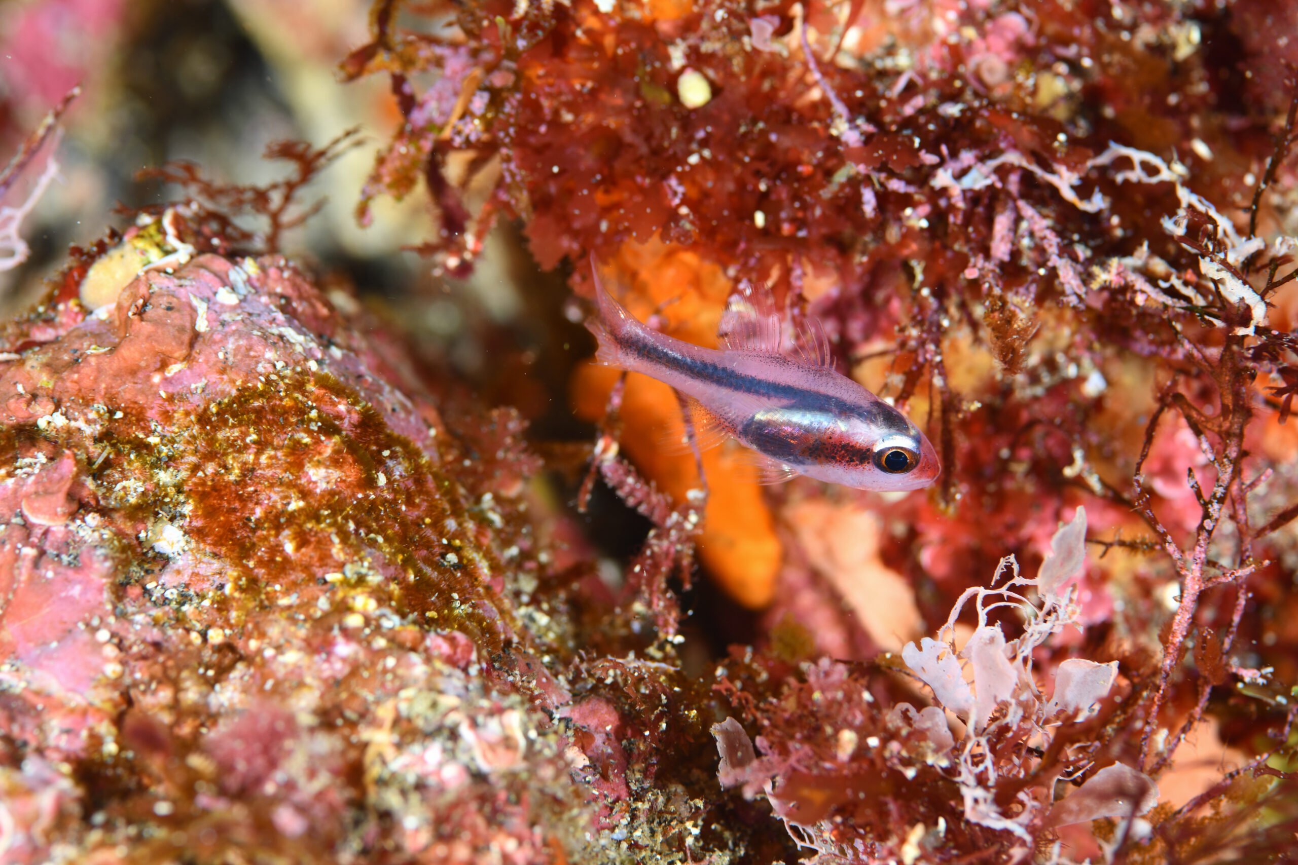 ヤミテンジクダイ（Apogon semiornatus）