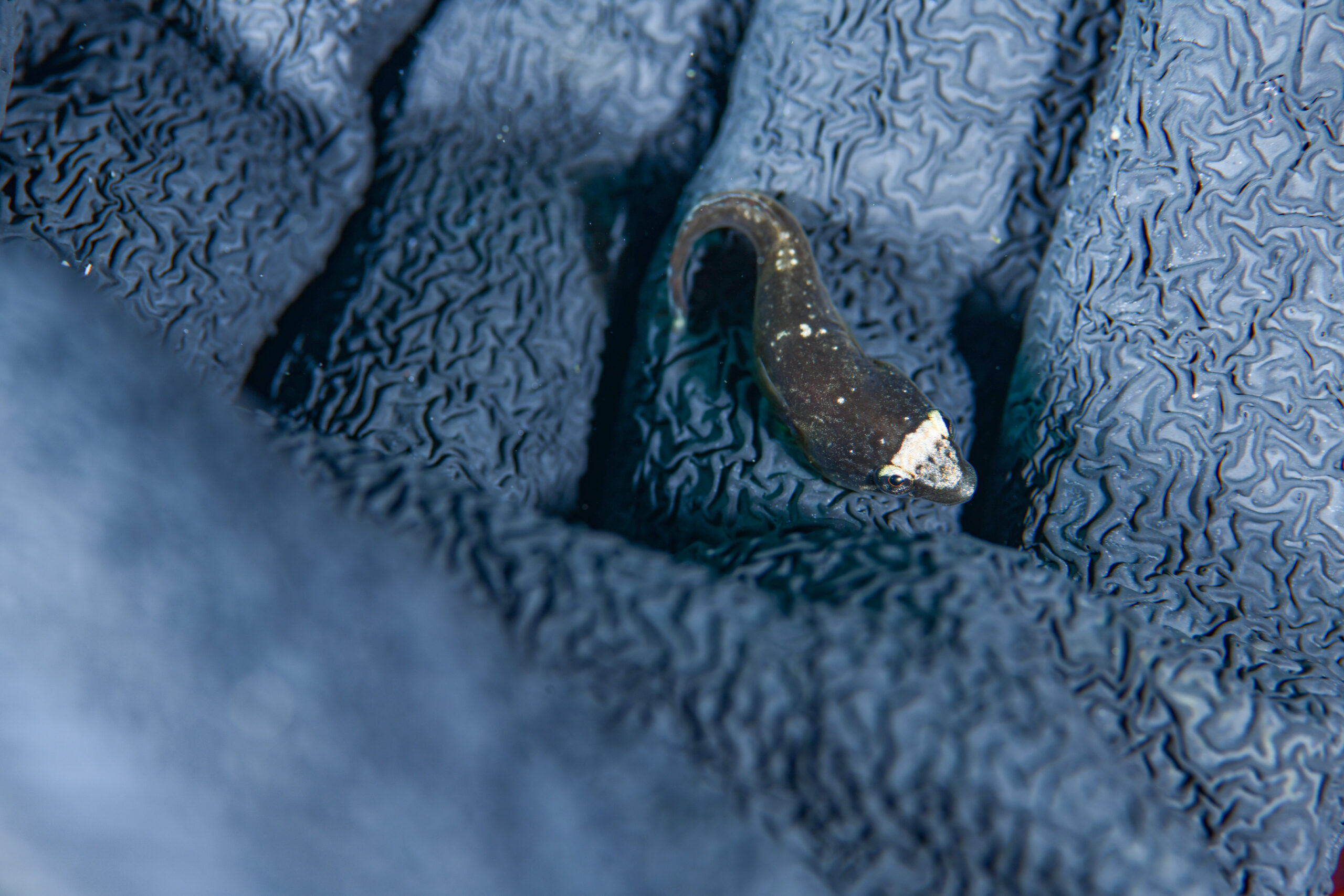 アンコウウバウオ（Conidens laticephalus）