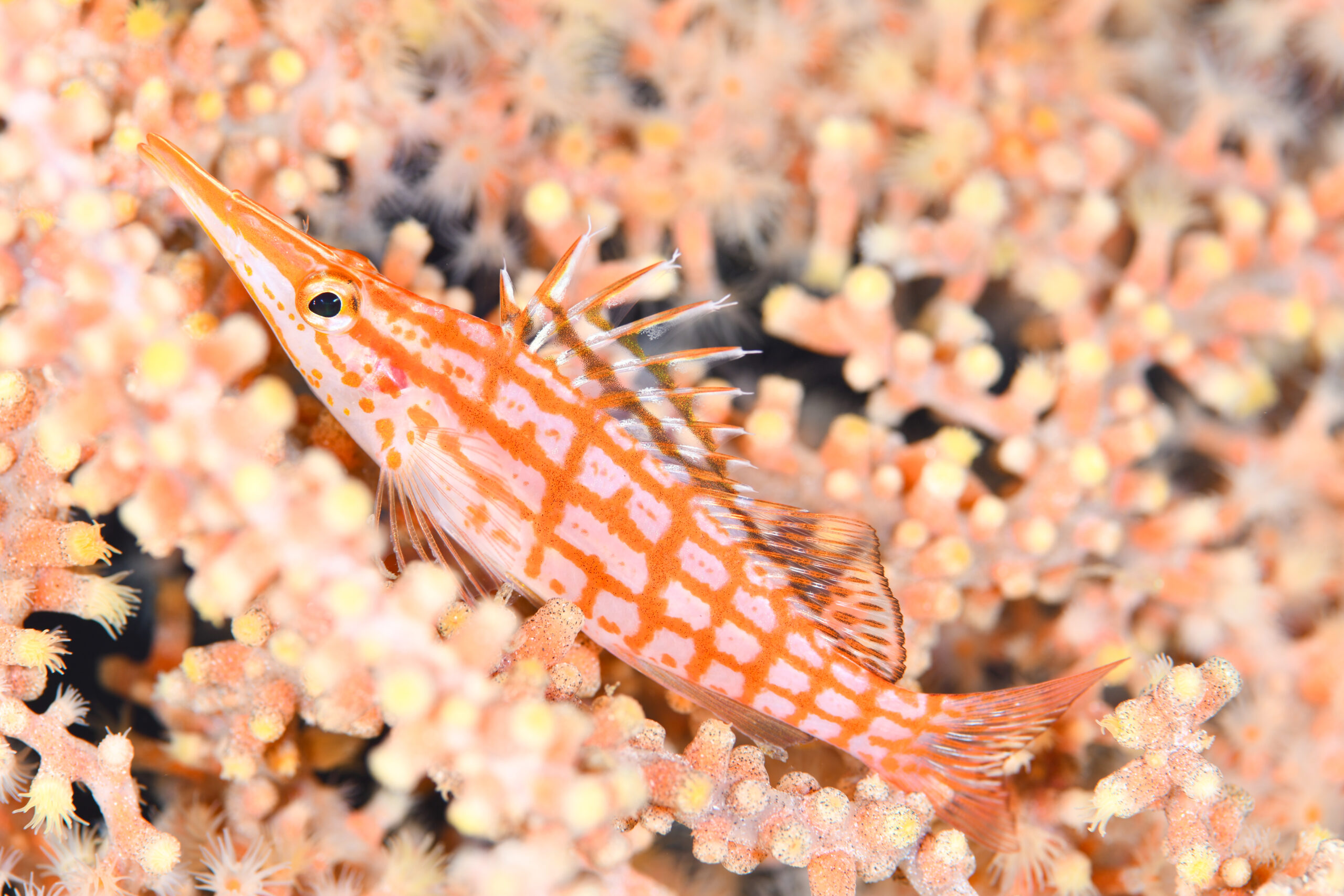 クダゴンベ（Oxycirrhites typus）