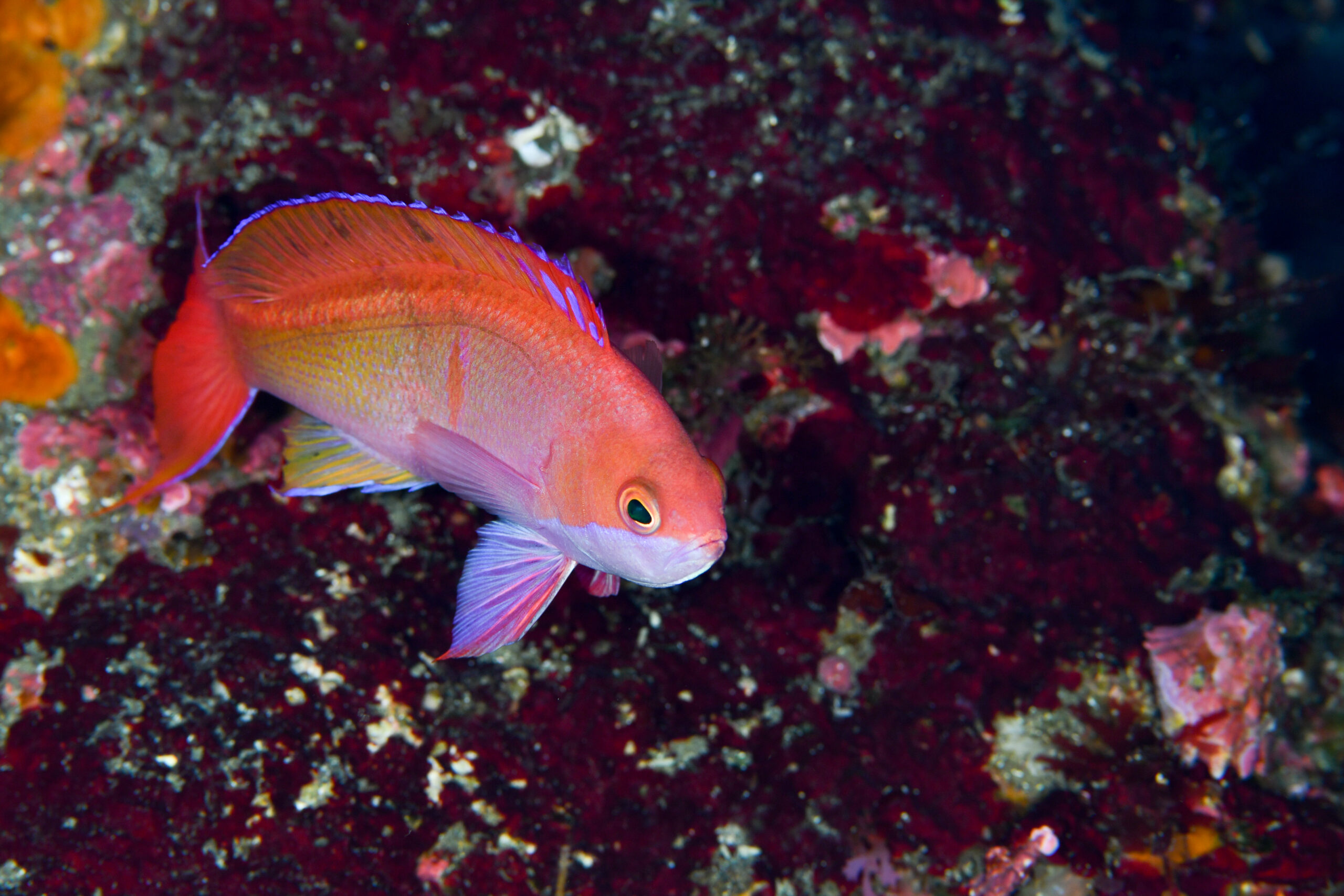 カシワハナダイのオス（♂）（Pseudanthias cooperi）