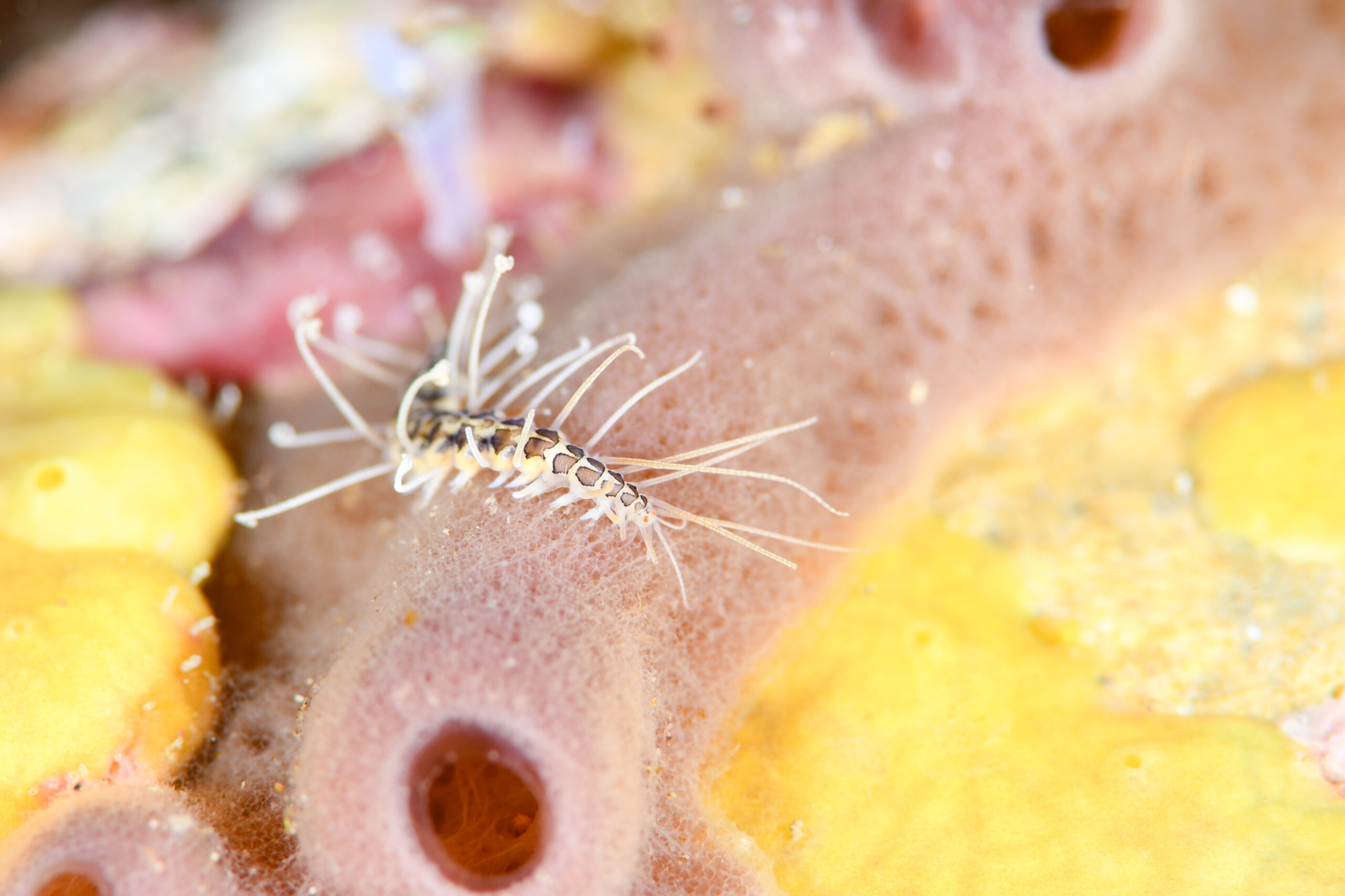 わかりません（unknown）