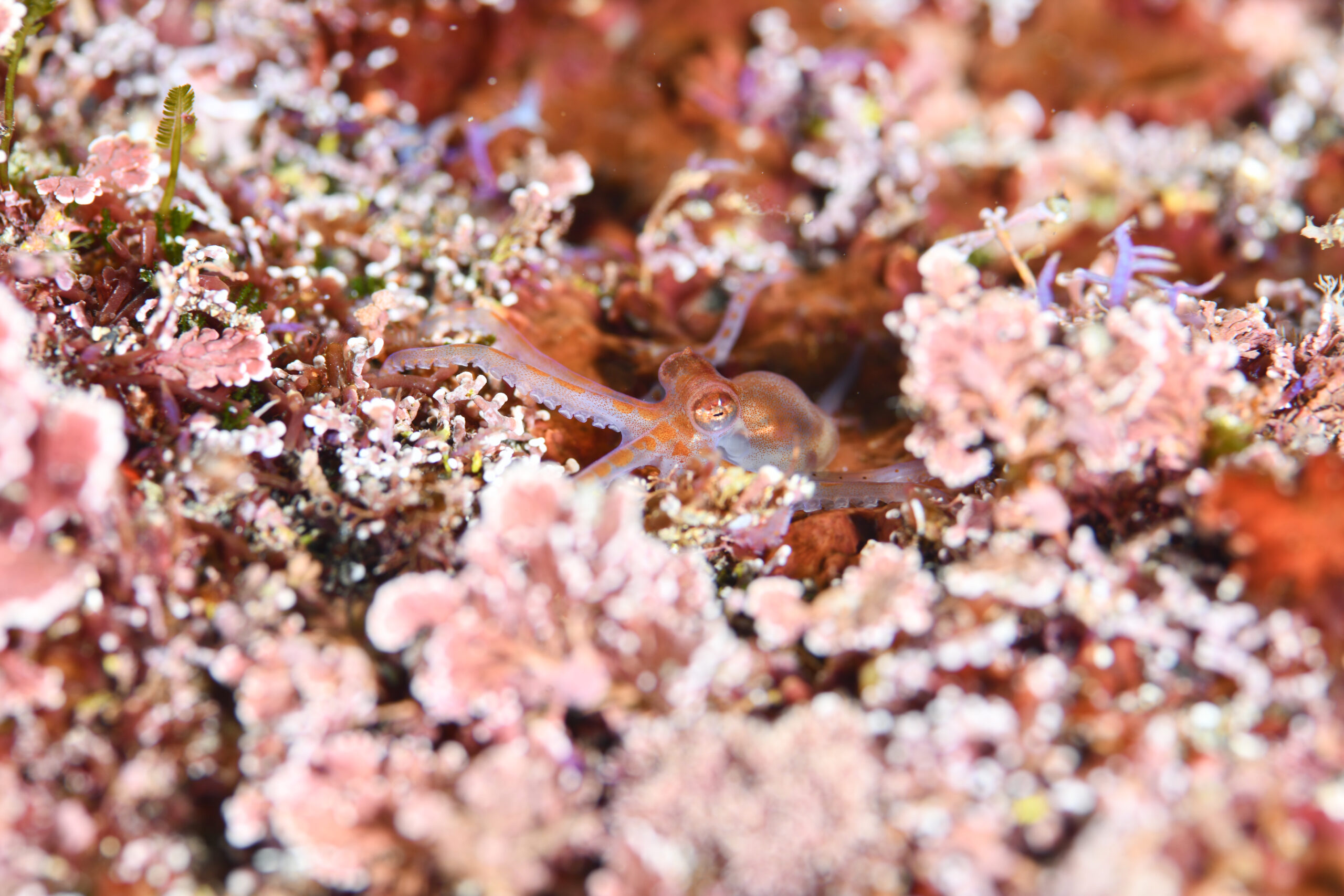 マメダコ（Octopus berenice）