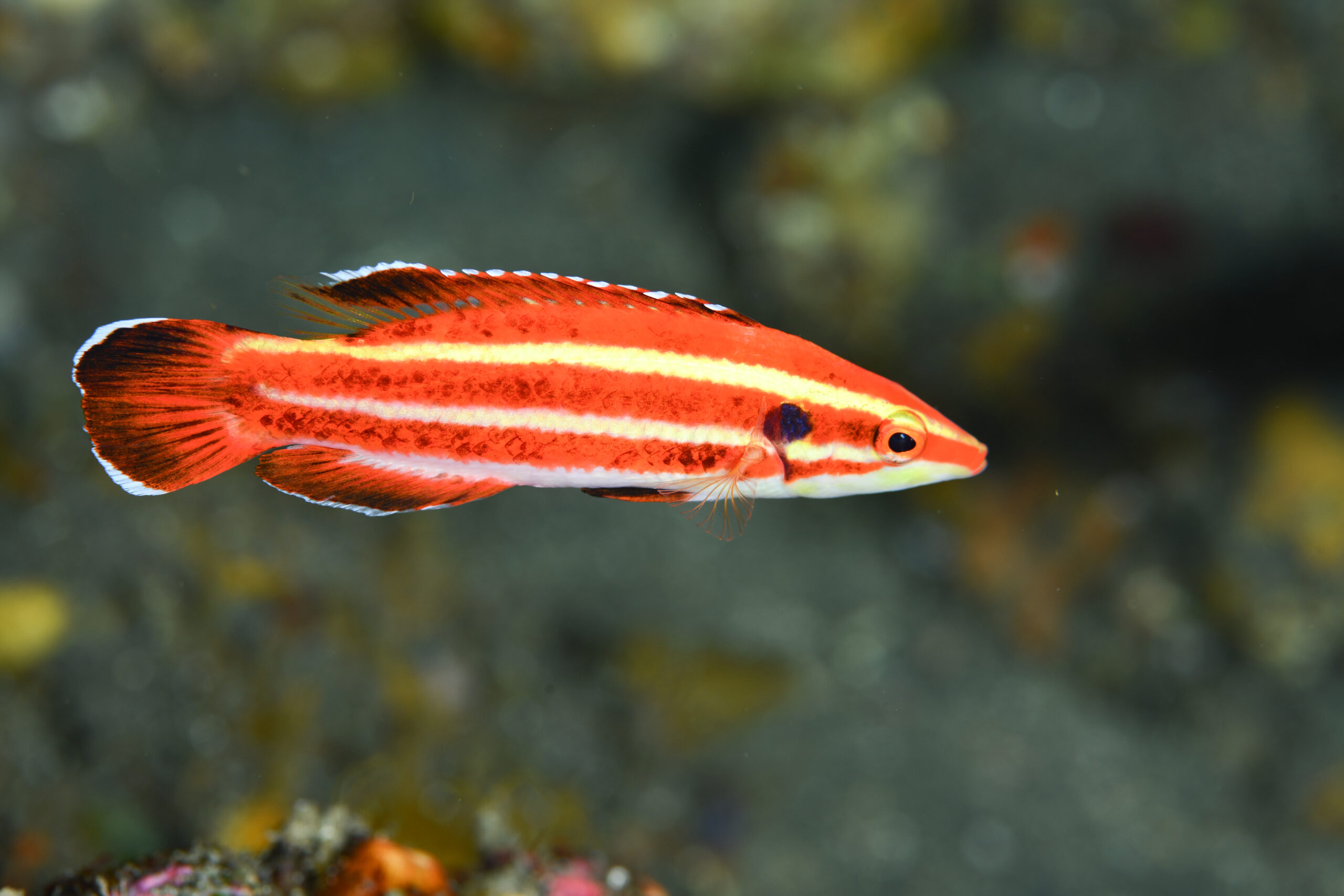 シマキツネベラのオス（♂）（Bodianus masudai）