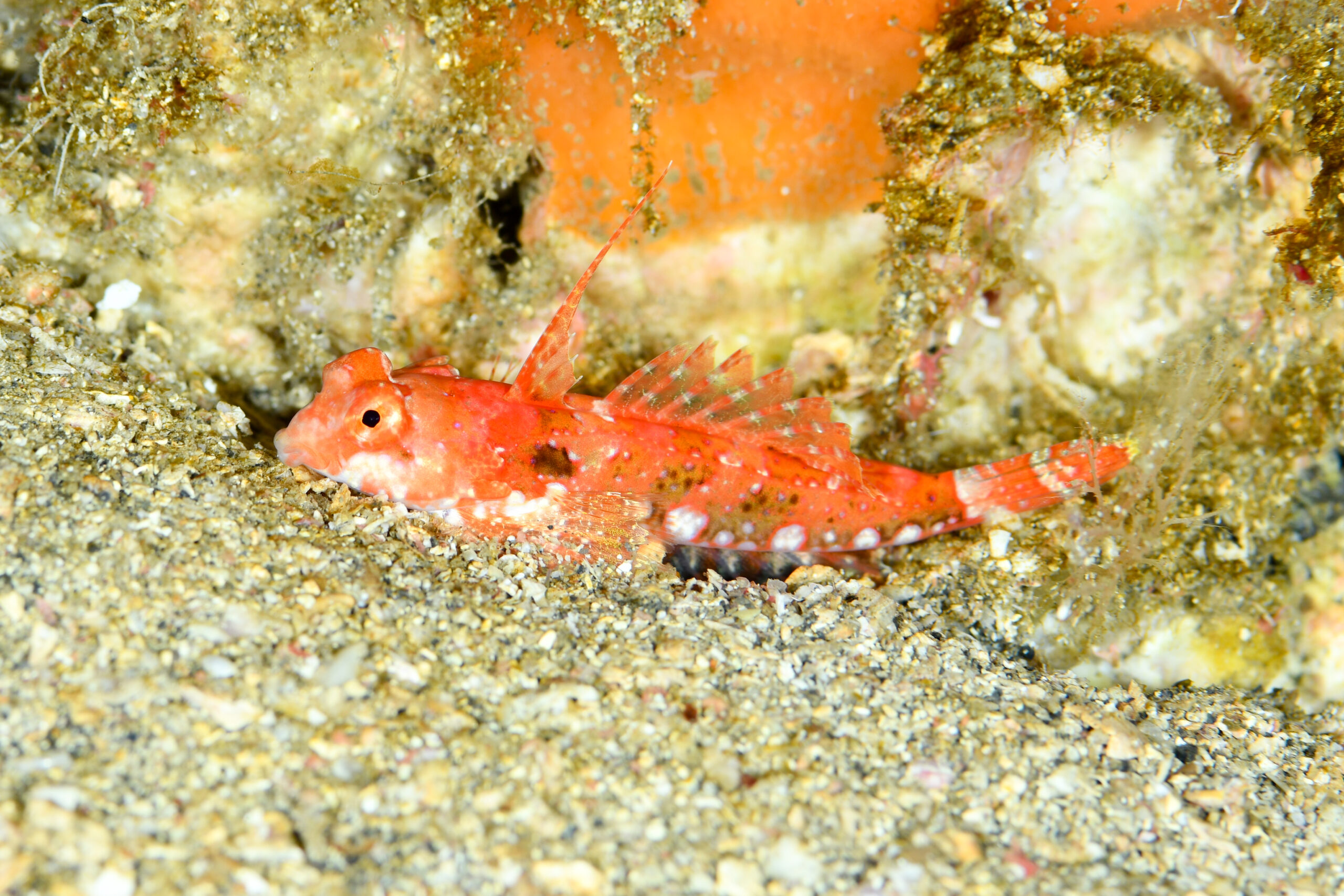 アカオビコテグリ（Neosynchiropus rubrovinctus）