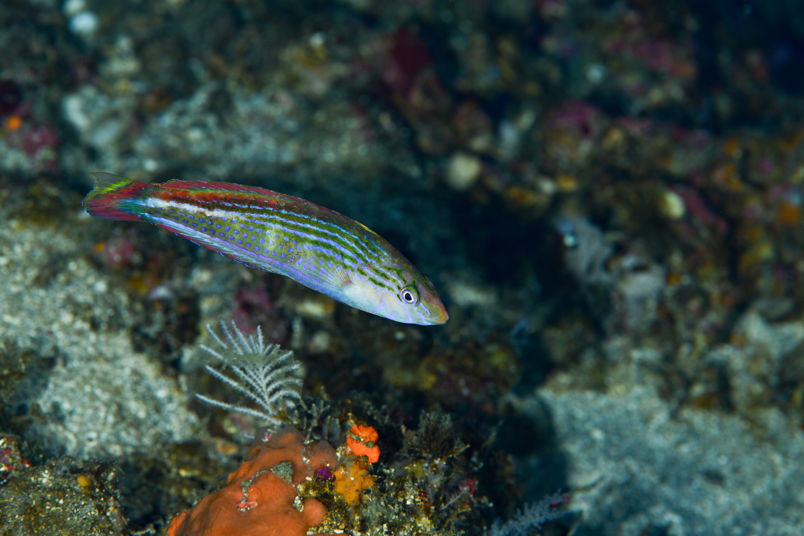 アデイトベラのオス（♂）（Suezichthys arquatus）