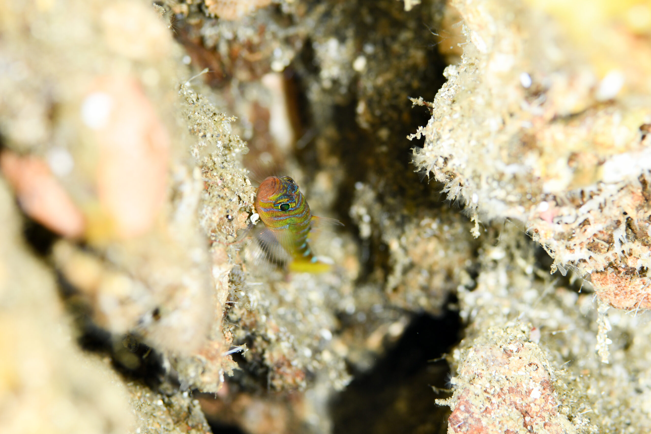 オニベニハゼ（Trimma yanagitai）