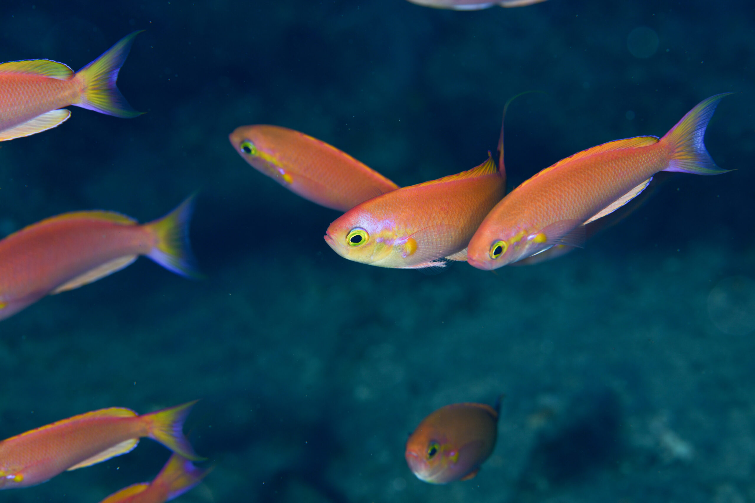 シキシマハナダイのオス（♂）（Callanthias japonicus）