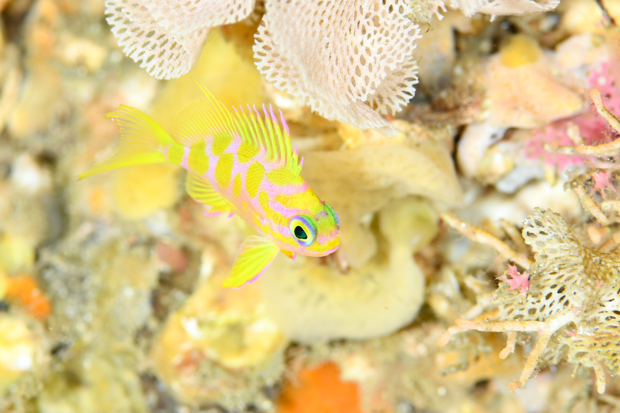 マダラハナダイの幼魚（Odontanthias borbonius）