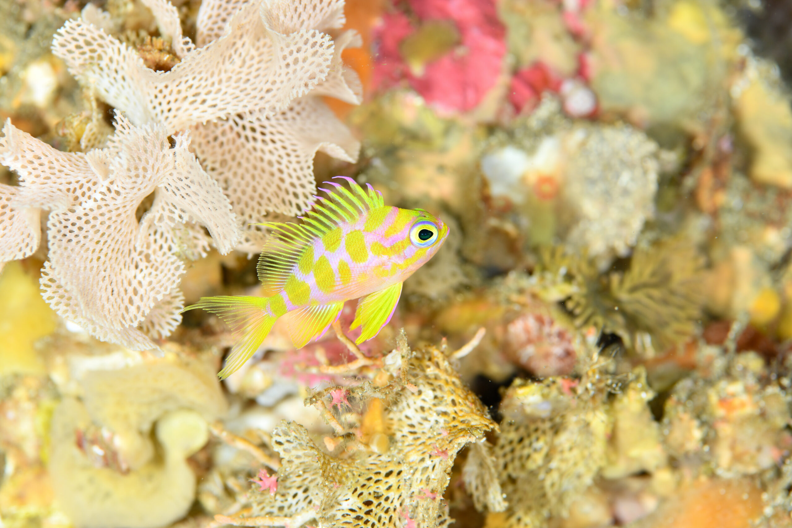 マダラハナダイの幼魚（Odontanthias borbonius）