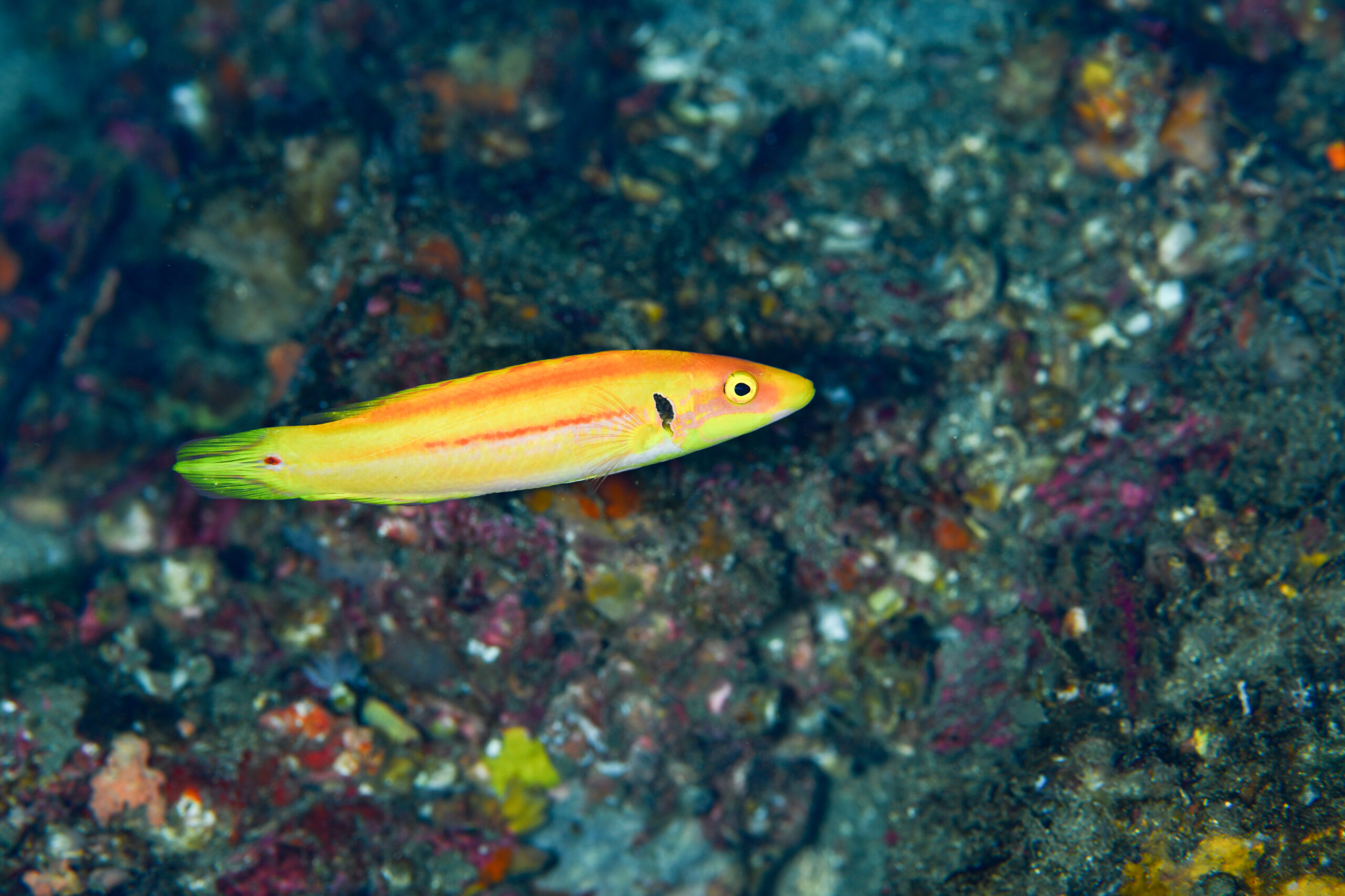 ズナガアカボウ（Bodianus tanyokidus）