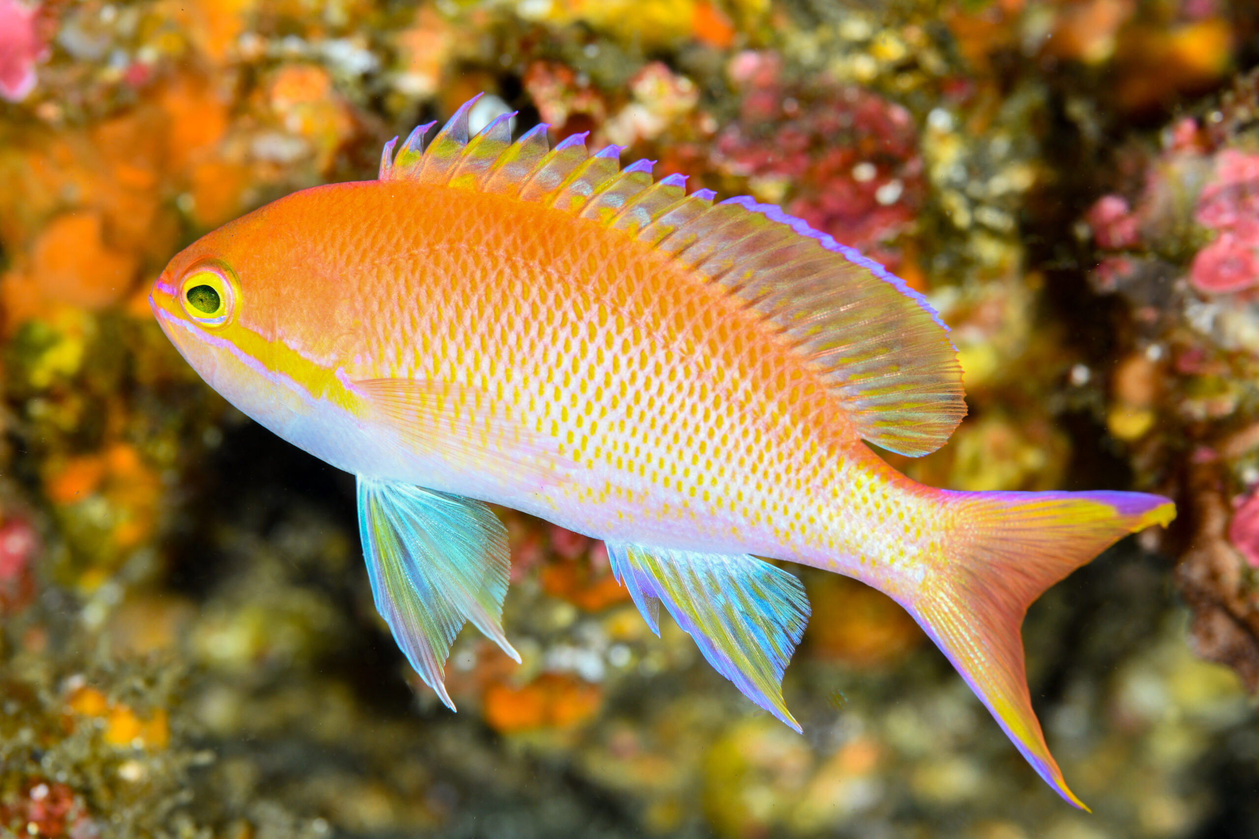 ベニハナダイのオス(♂)(Pseudanthias sp.)
