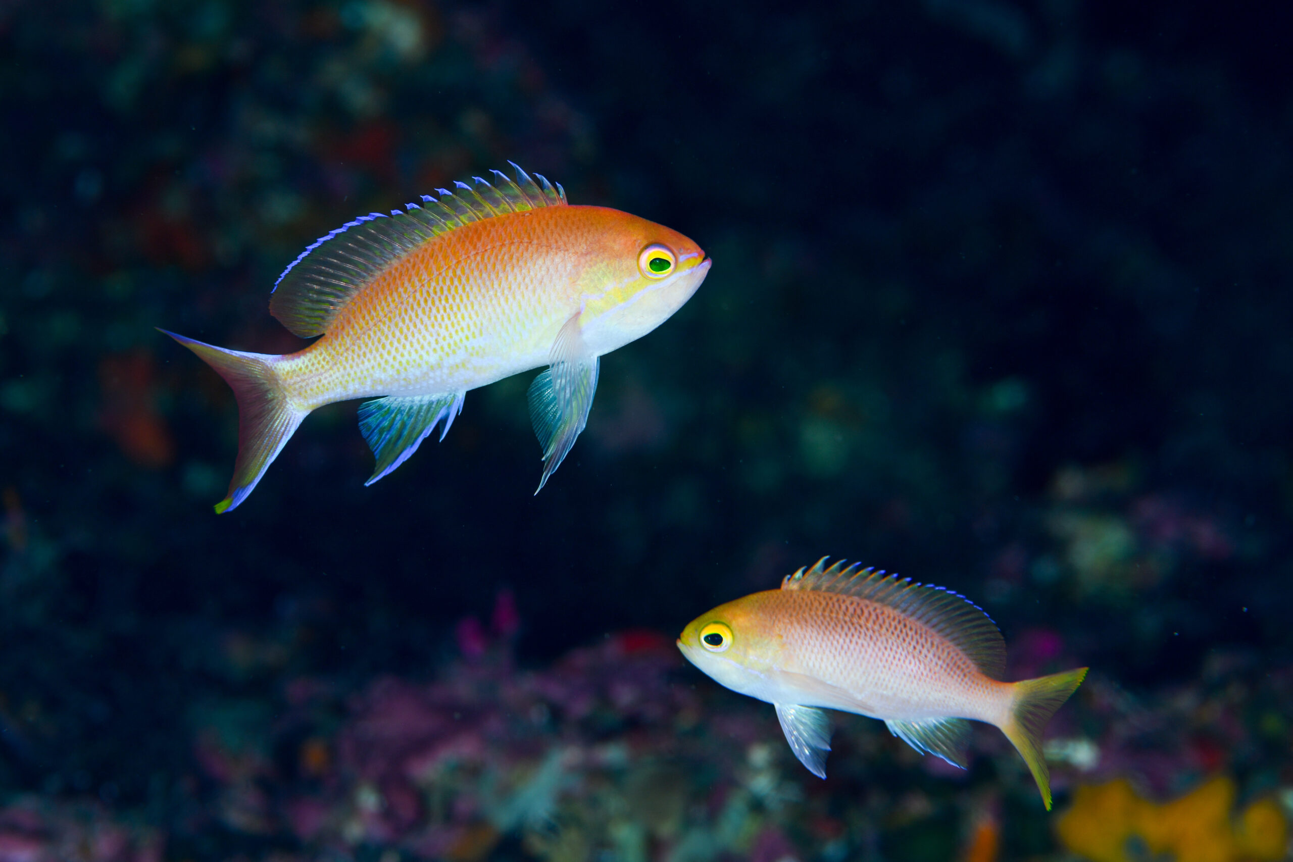 ベニハナダイのオス(♂)(Pseudanthias sp.)