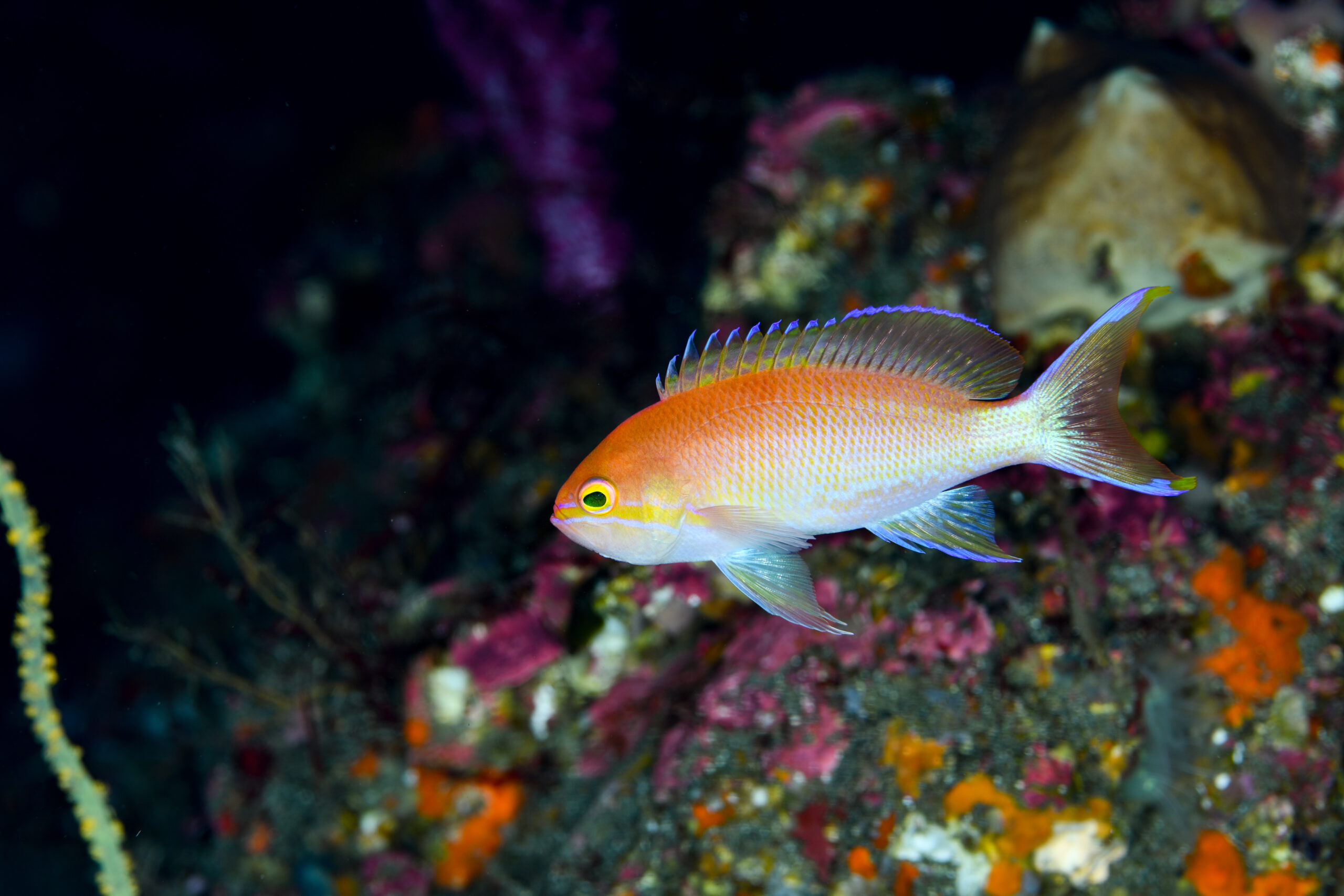 ベニハナダイのオス(♂)(Pseudanthias sp.)