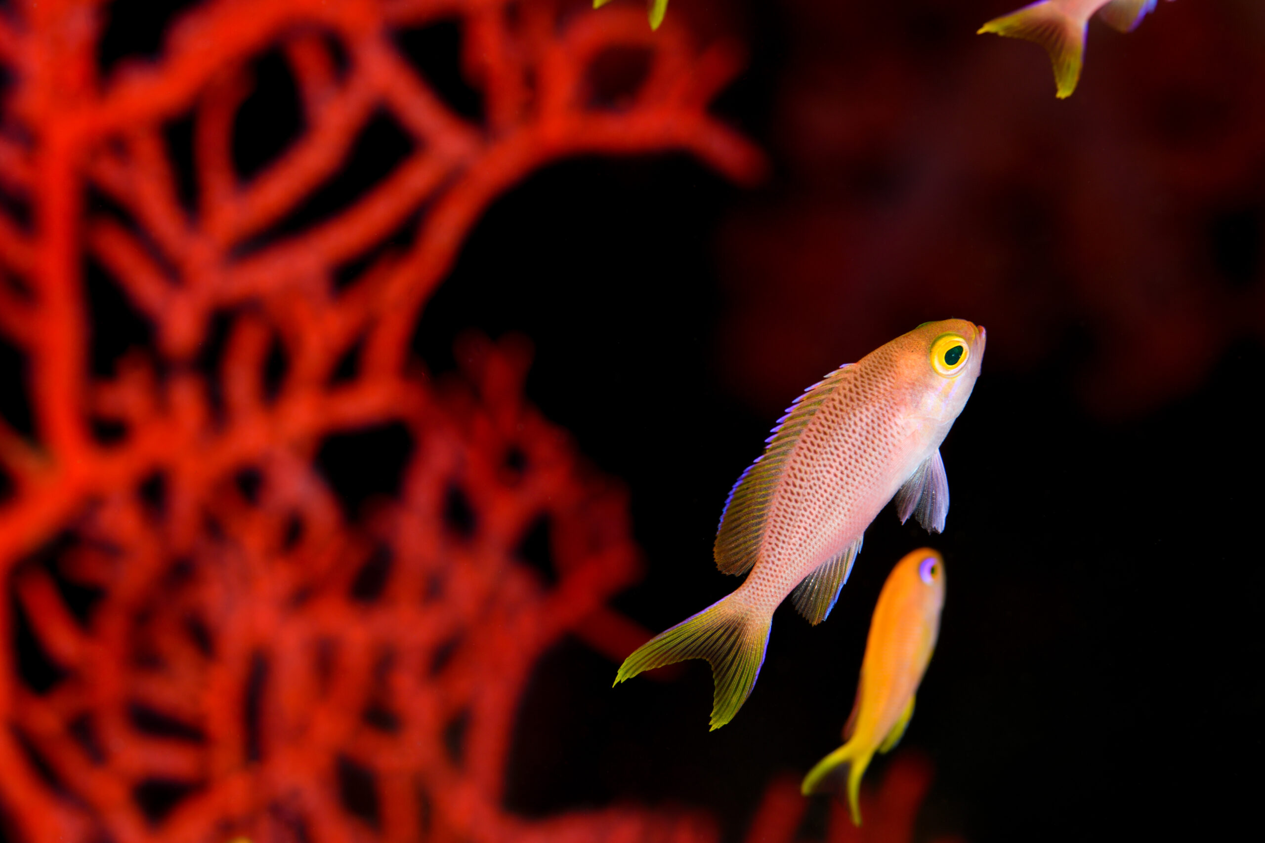 ベニハナダイの幼魚(Pseudanthias sp.)
