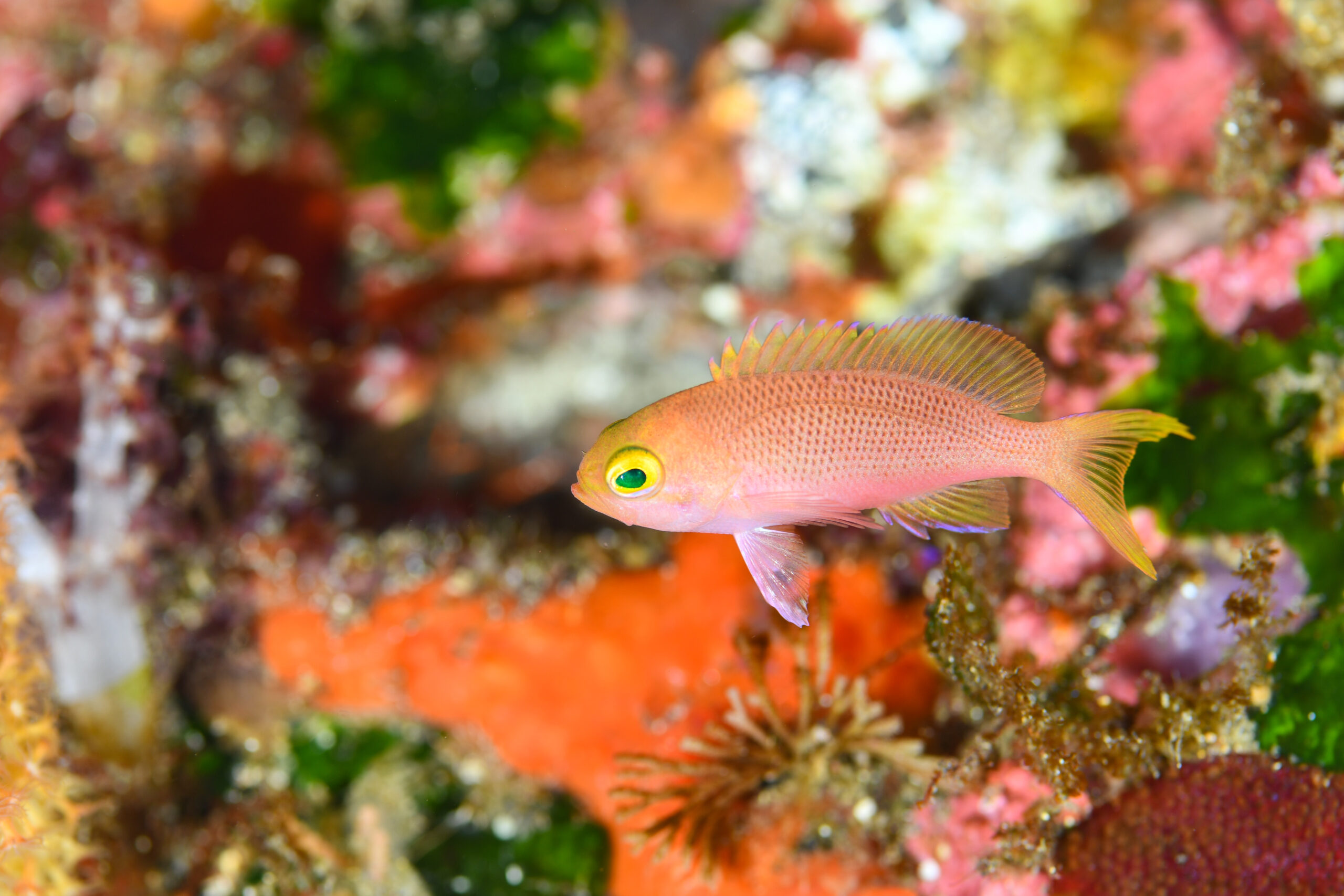 ベニハナダイの幼魚(Pseudanthias sp.)
