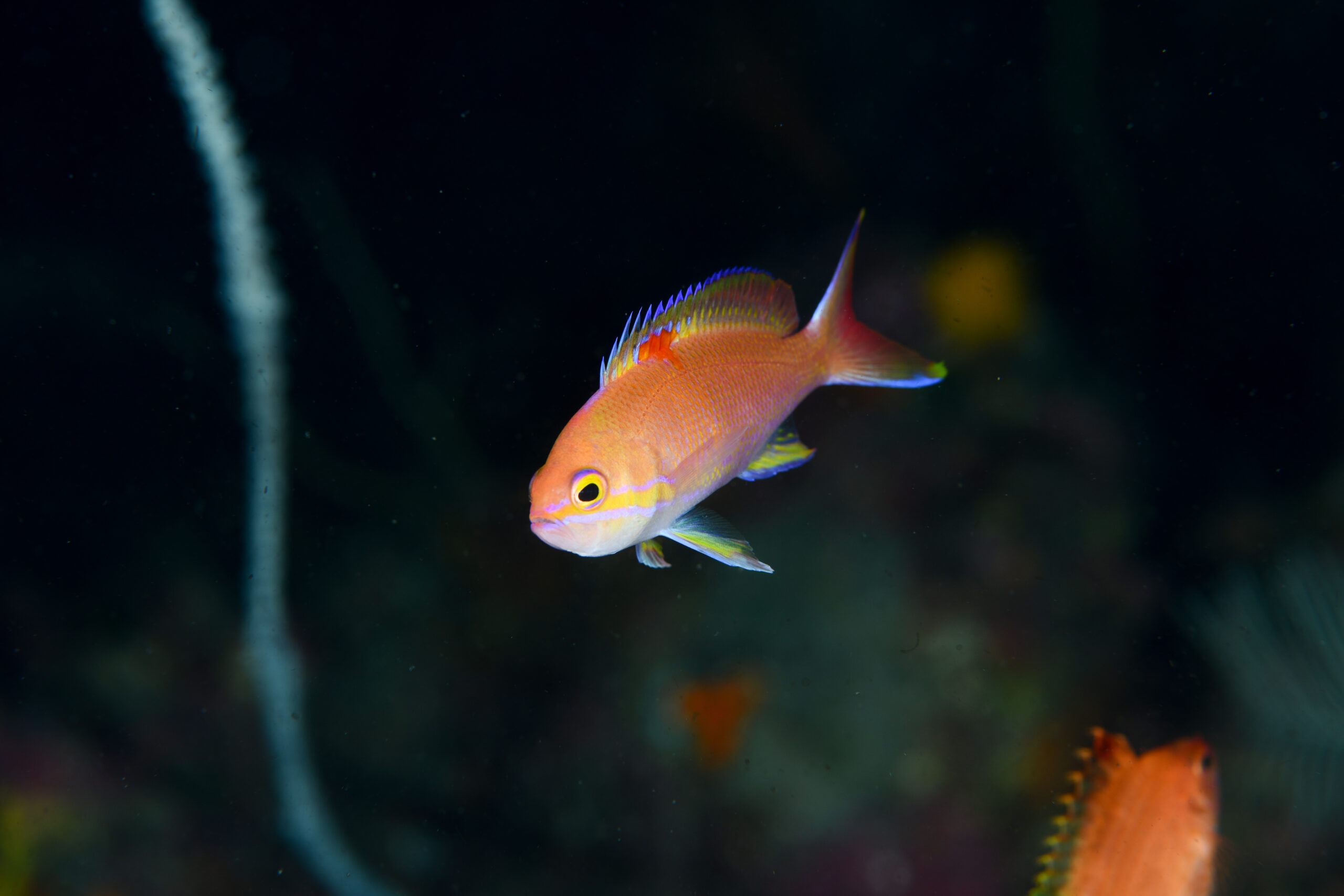 ベニハナダイの婚姻色?(Pseudanthias sp.)