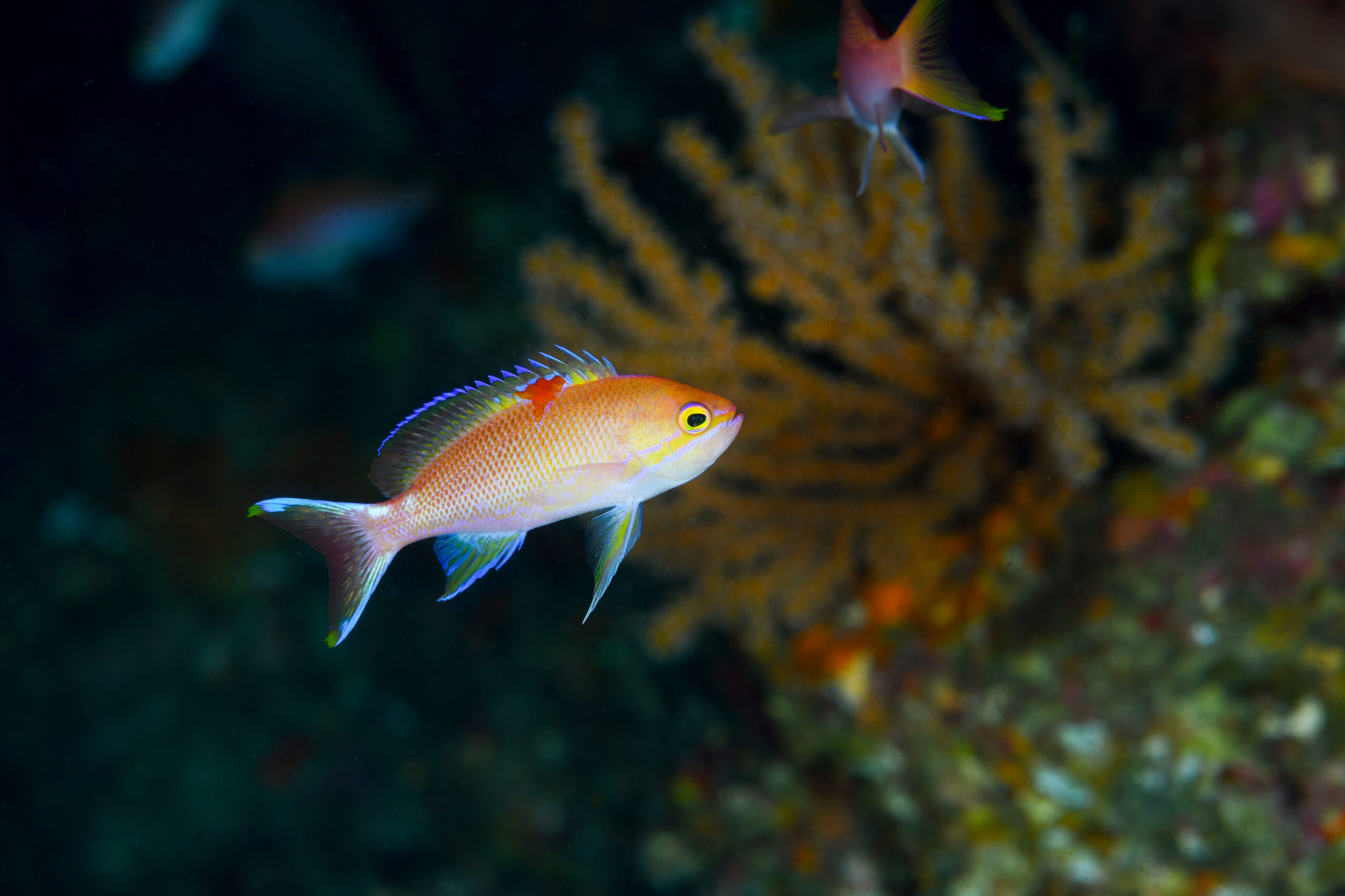 ベニハナダイの婚姻色?(Pseudanthias sp.)