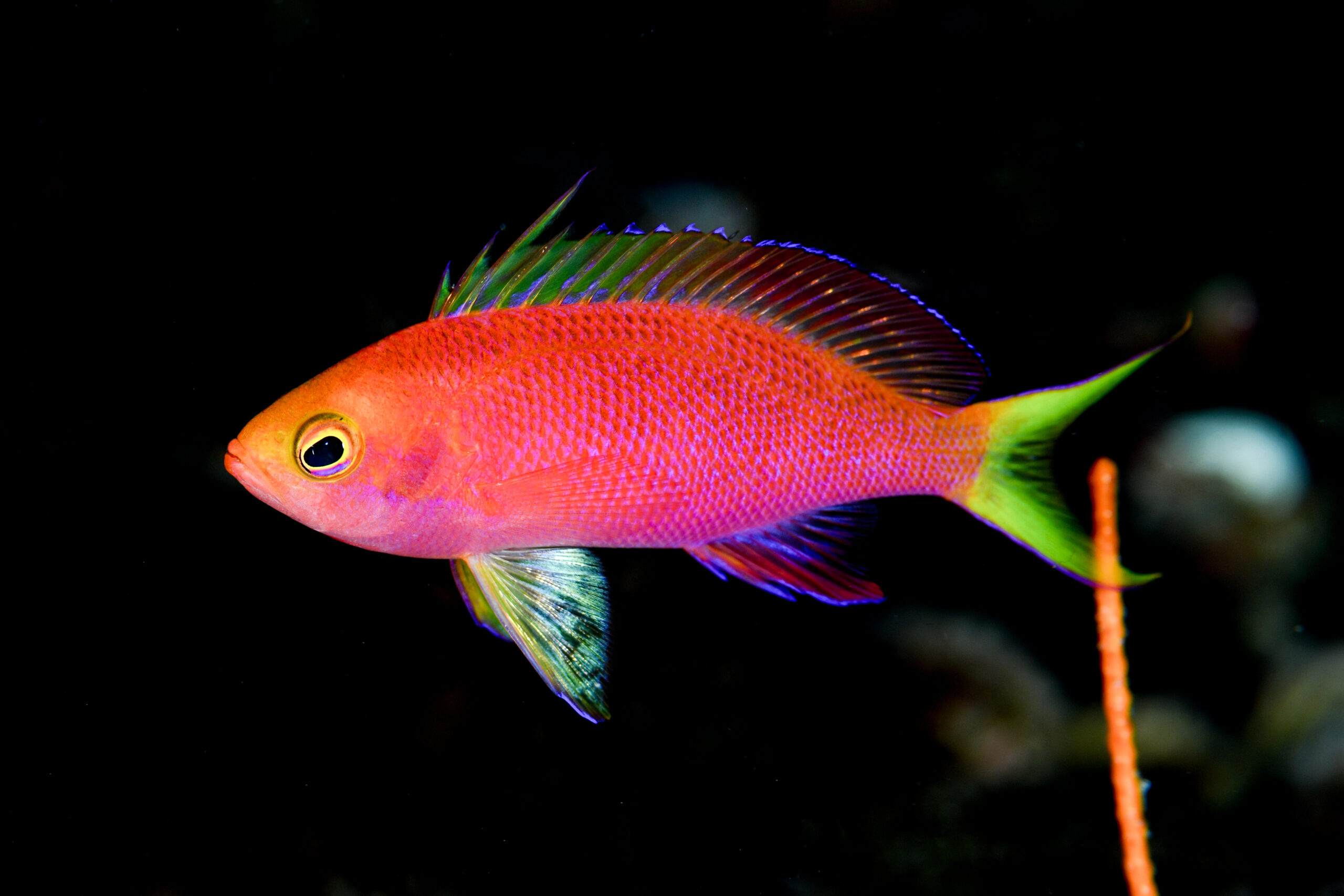 ボニンハナダイ（Pseudanthias tequila）