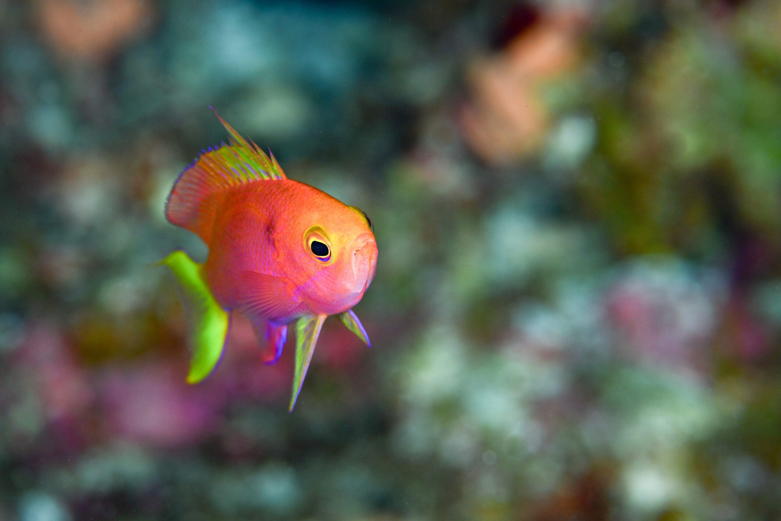 ボニンハナダイのオス（♂）（Pseudanthias tequila）