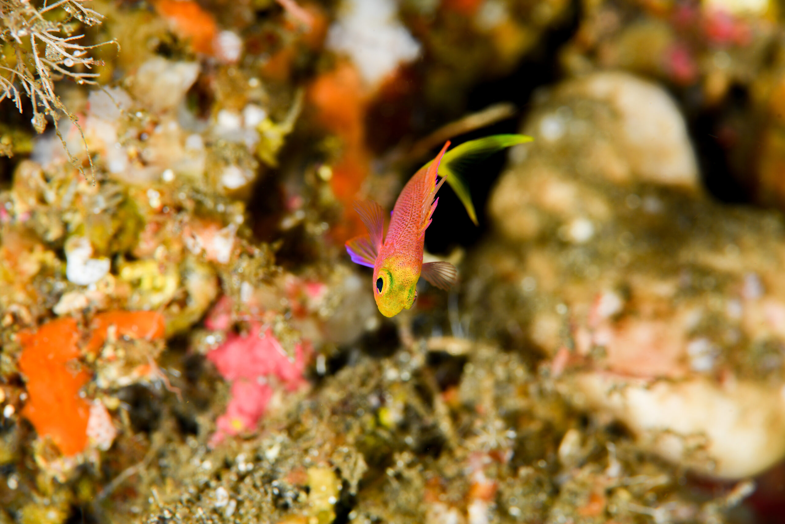 ボニンハナダイの幼魚（Pseudanthias tequila）