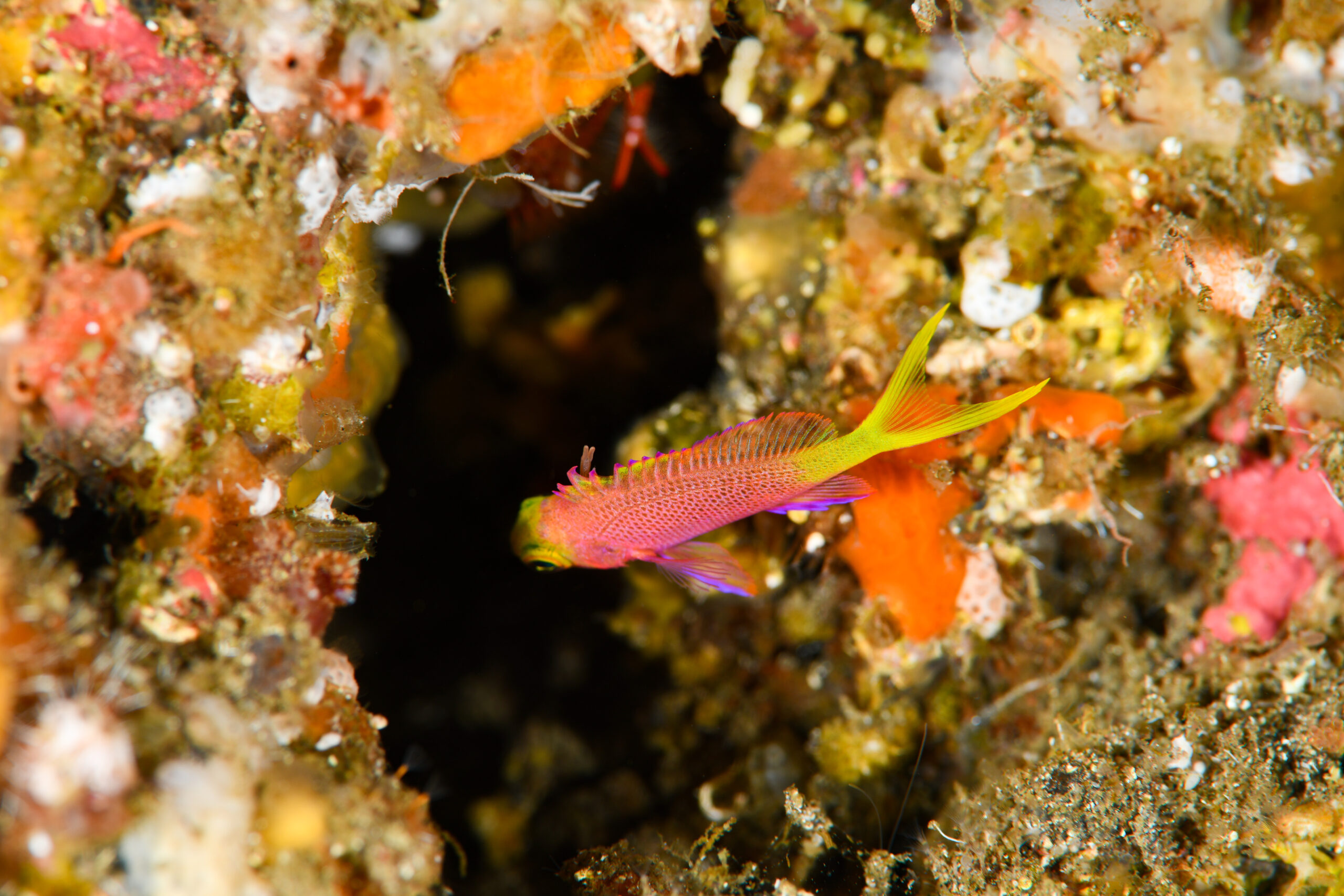 ボニンハナダイの幼魚（Pseudanthias tequila）