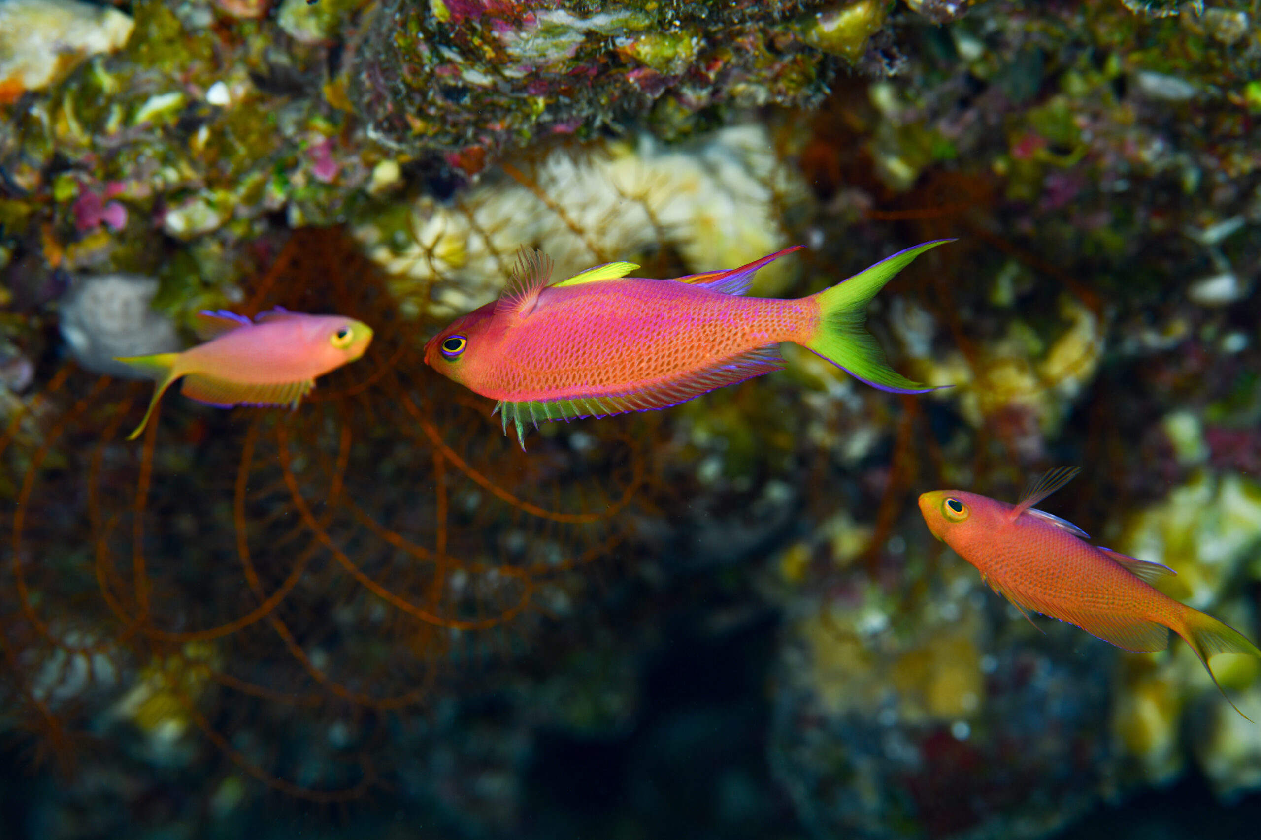 ボニンハナダイのオス（♂）（Pseudanthias tequila）
