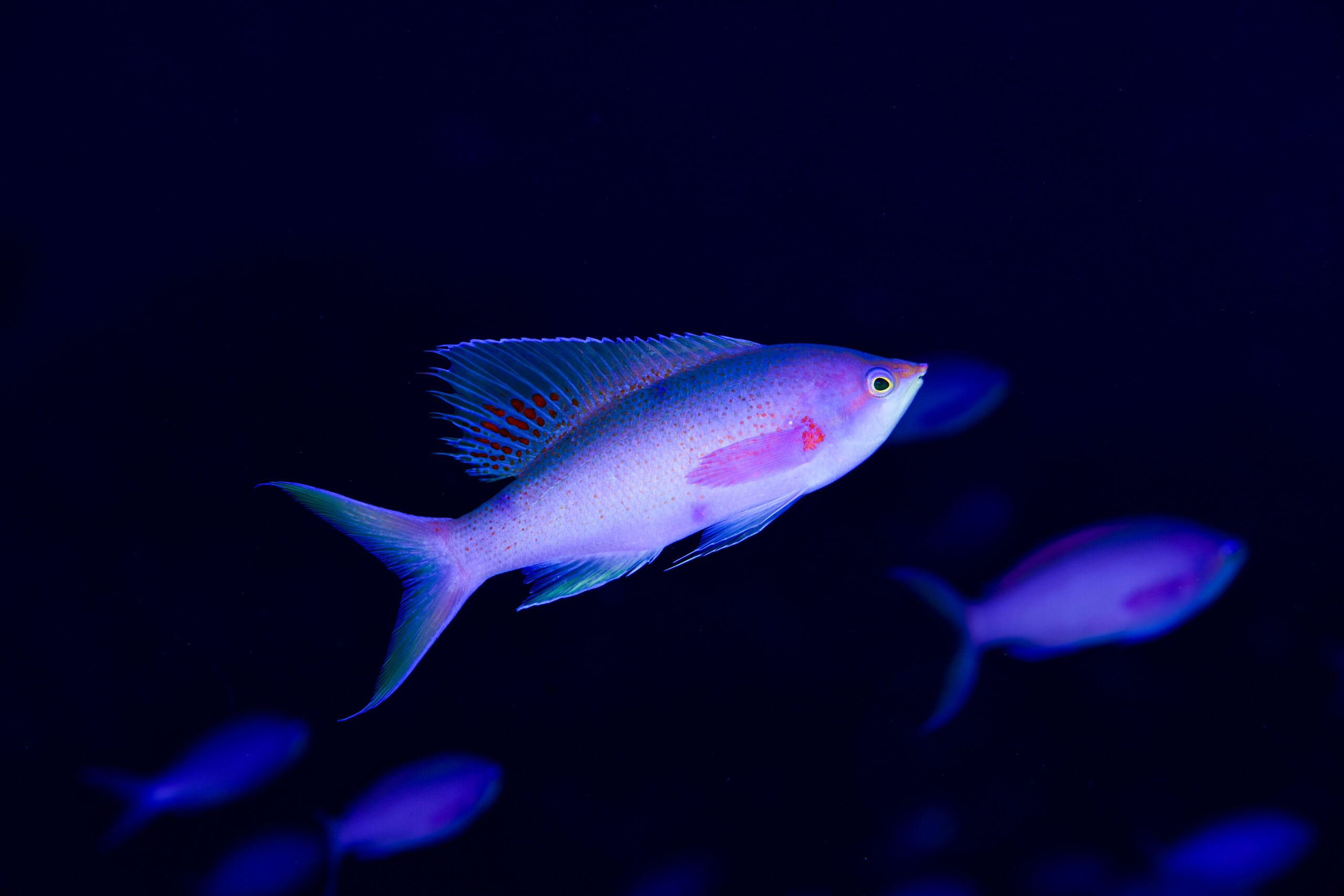 ハナゴイ（Pseudanthias pascalus）