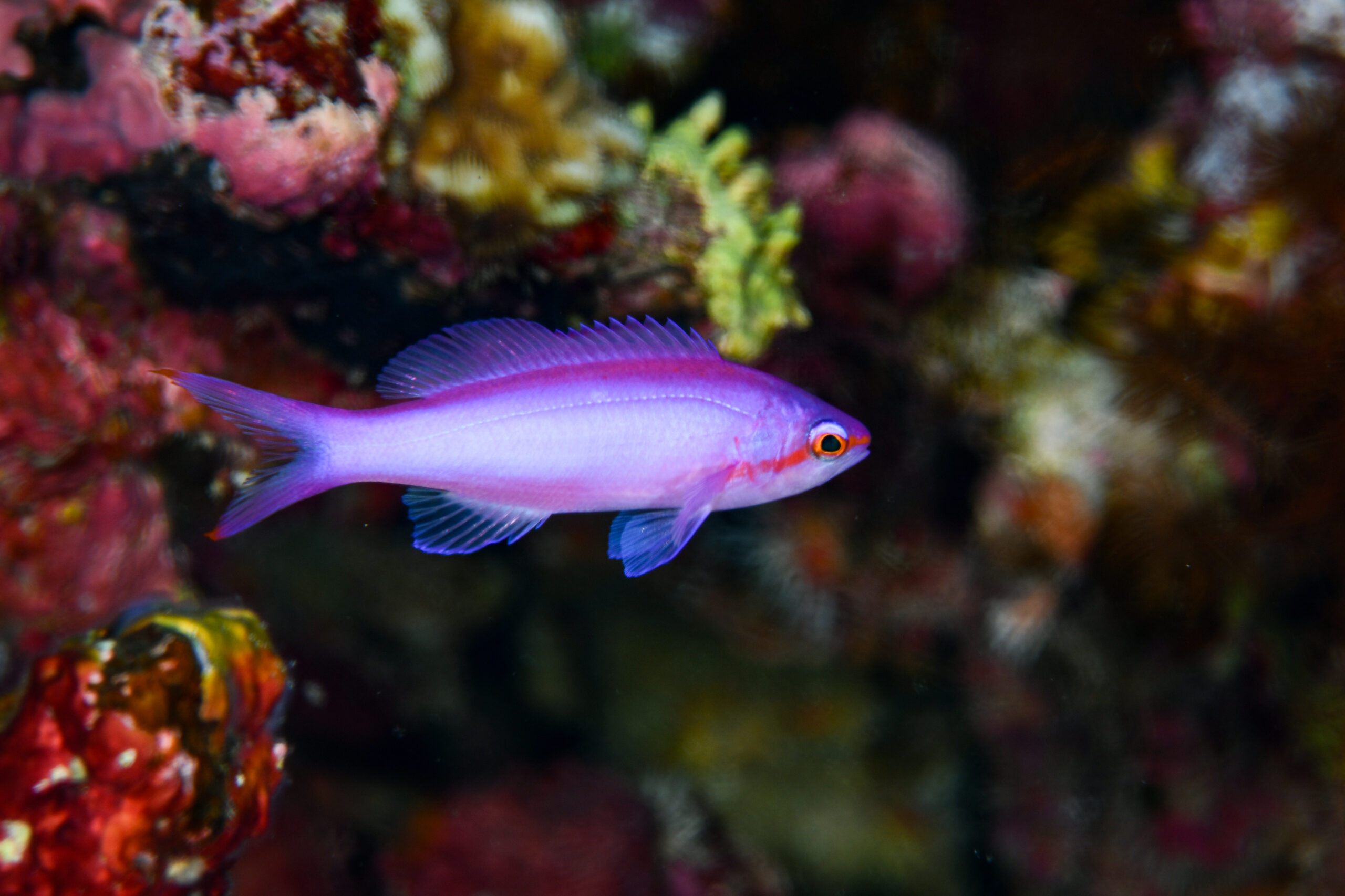 ハナゴイのメス（♀）（Pseudanthias pascalus）