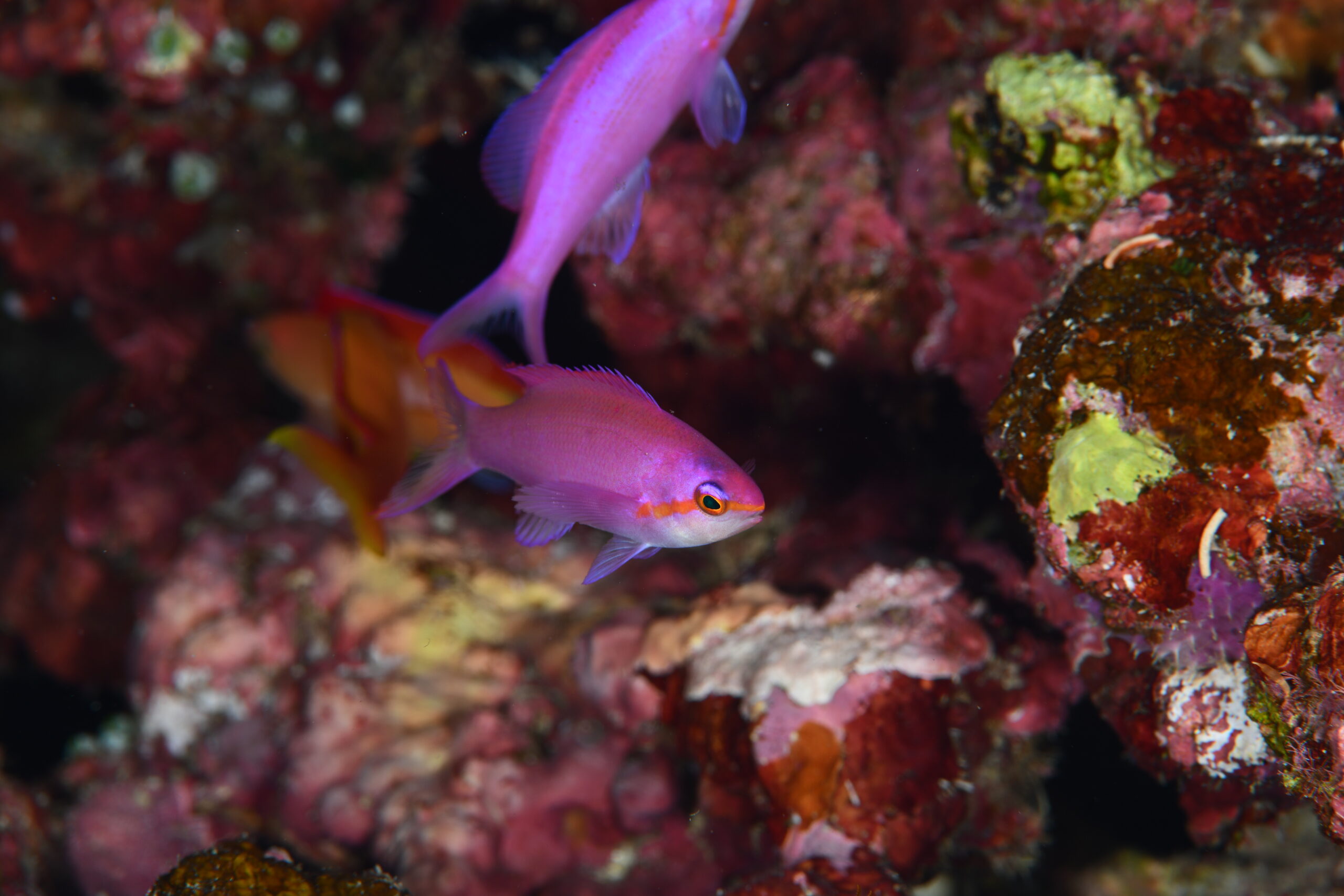 ハナゴイのメス（♀）（Pseudanthias pascalus）