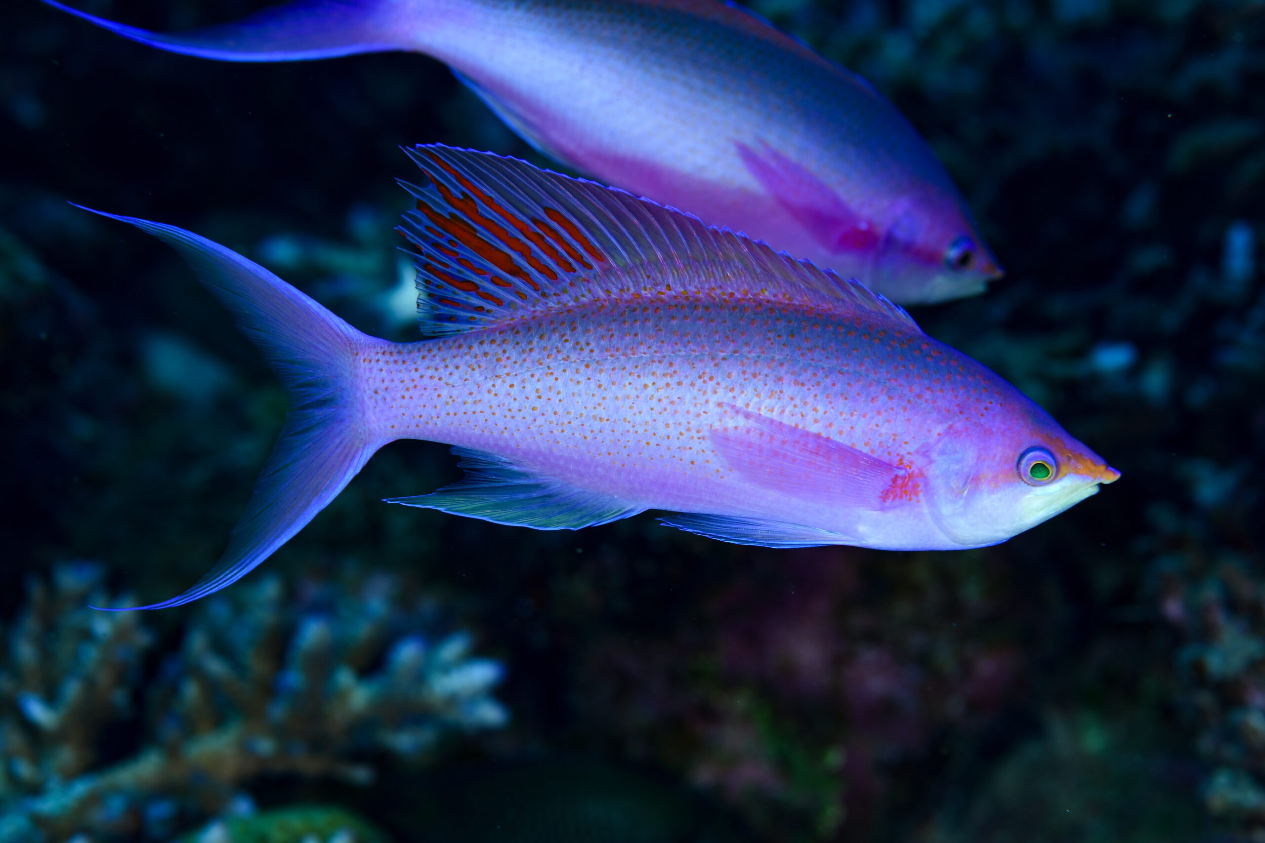 ハナゴイの婚姻色（Pseudanthias pascalus）