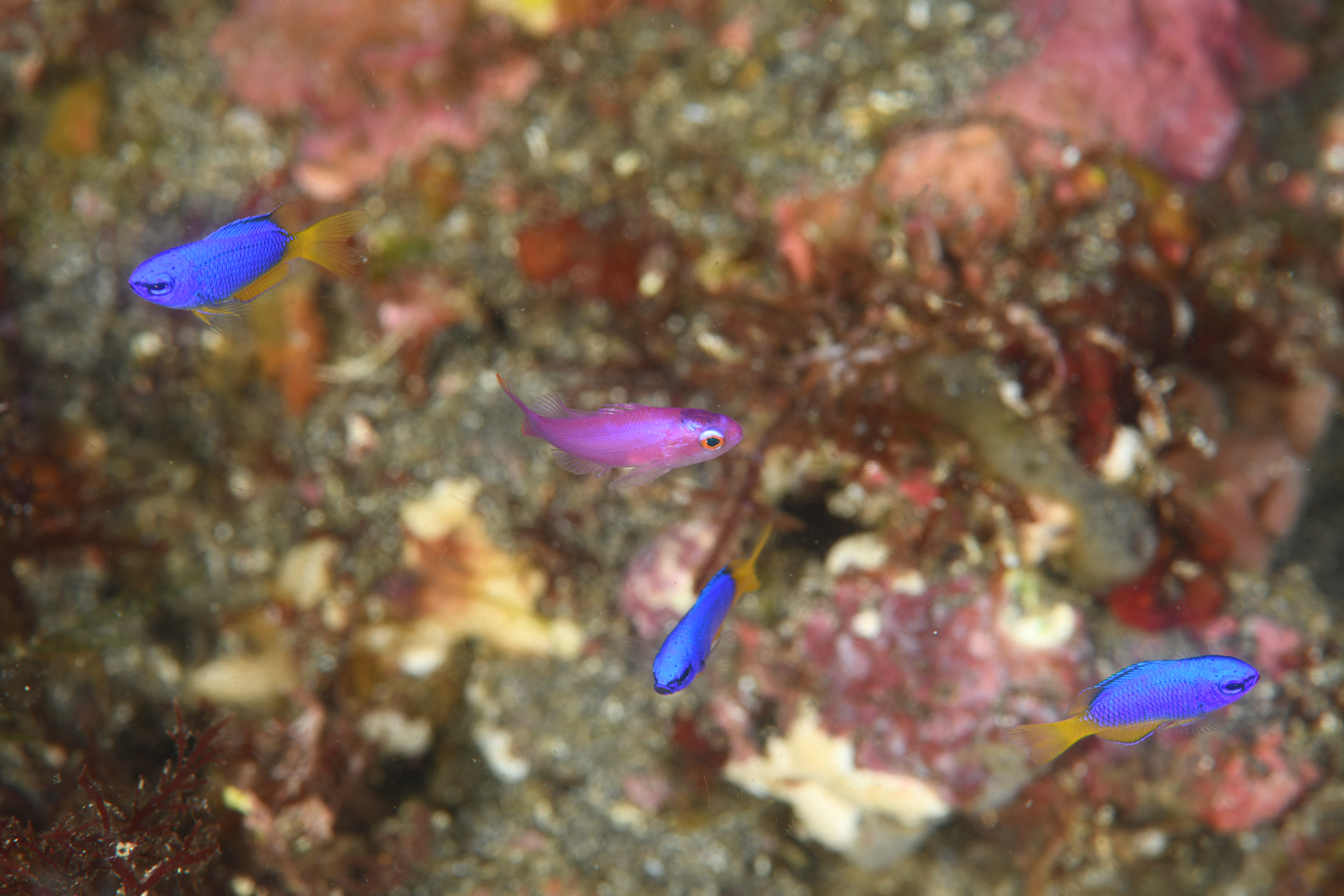 ハナゴイの幼魚（Pseudanthias pascalus）