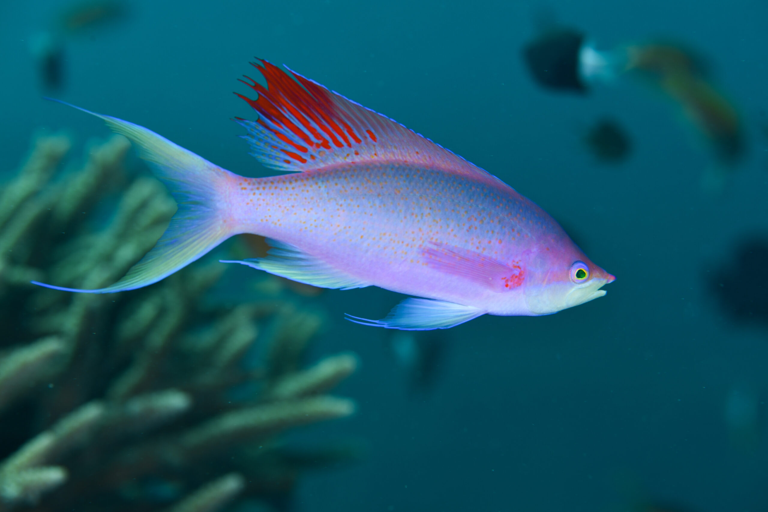 ハナゴイの婚姻色（Pseudanthias pascalus）