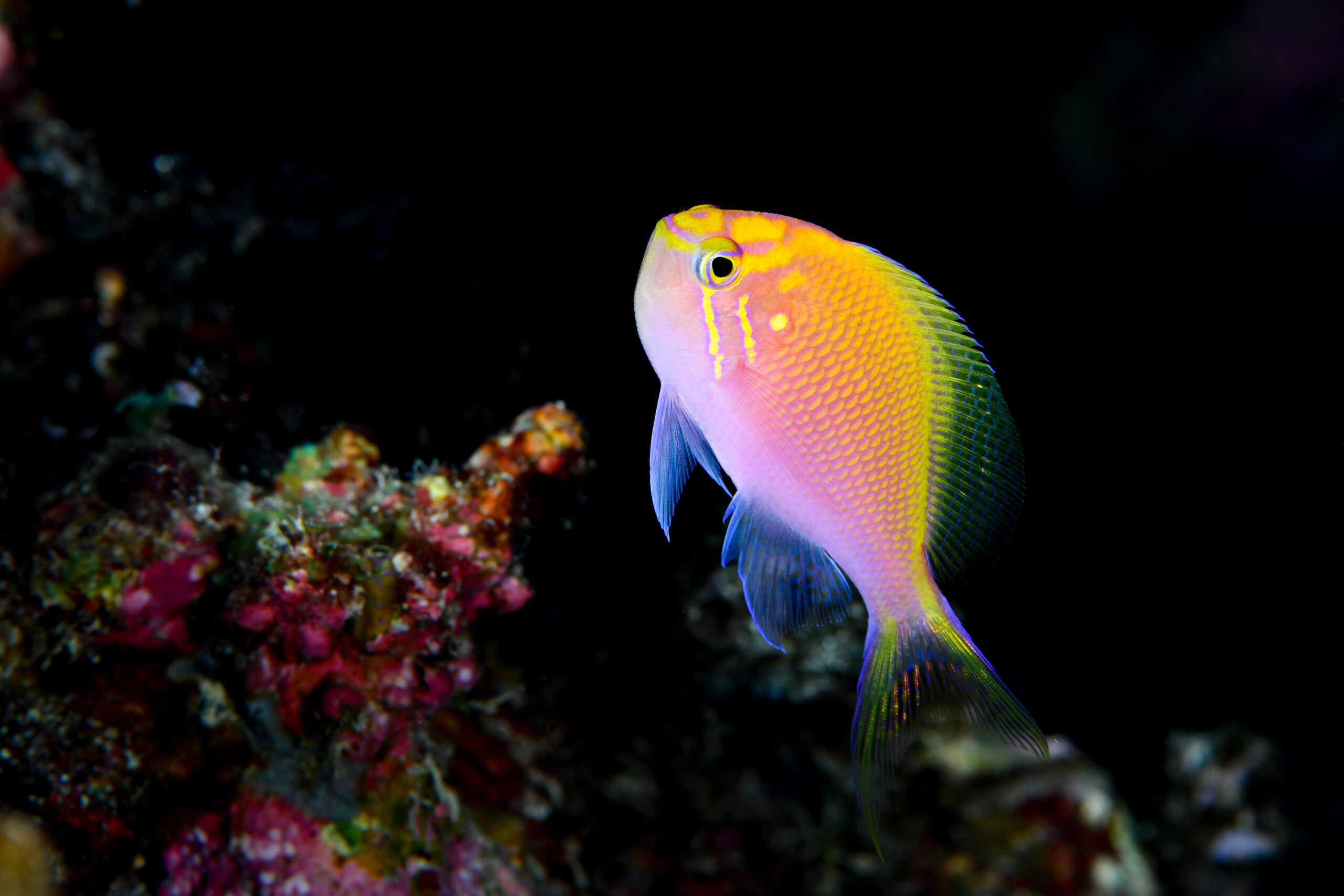 ハナゴンベ（Serranocirrhitus latus）