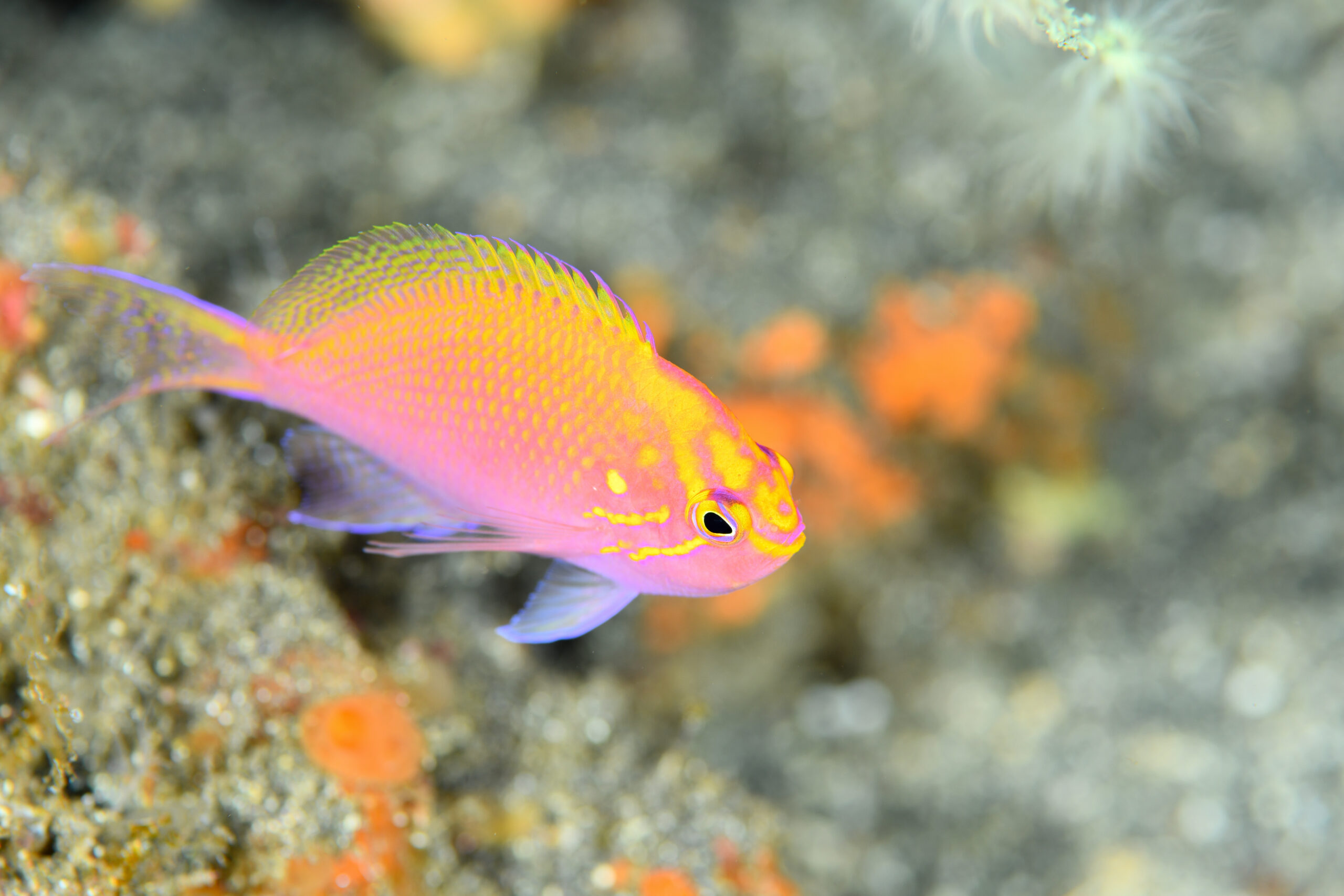 ハナゴンベ（Serranocirrhitus latus）