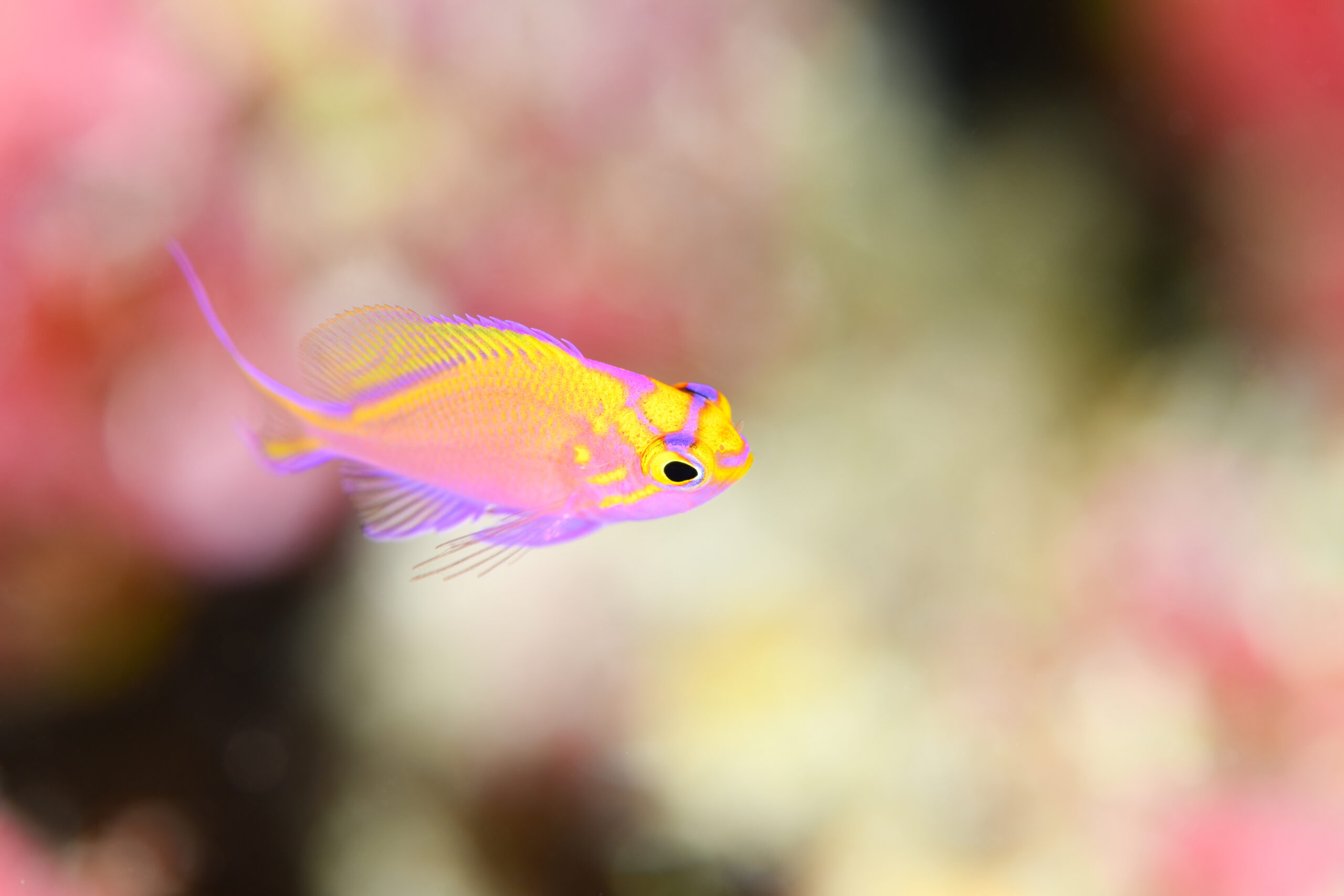 ハナゴンベの幼魚（Serranocirrhitus latus）