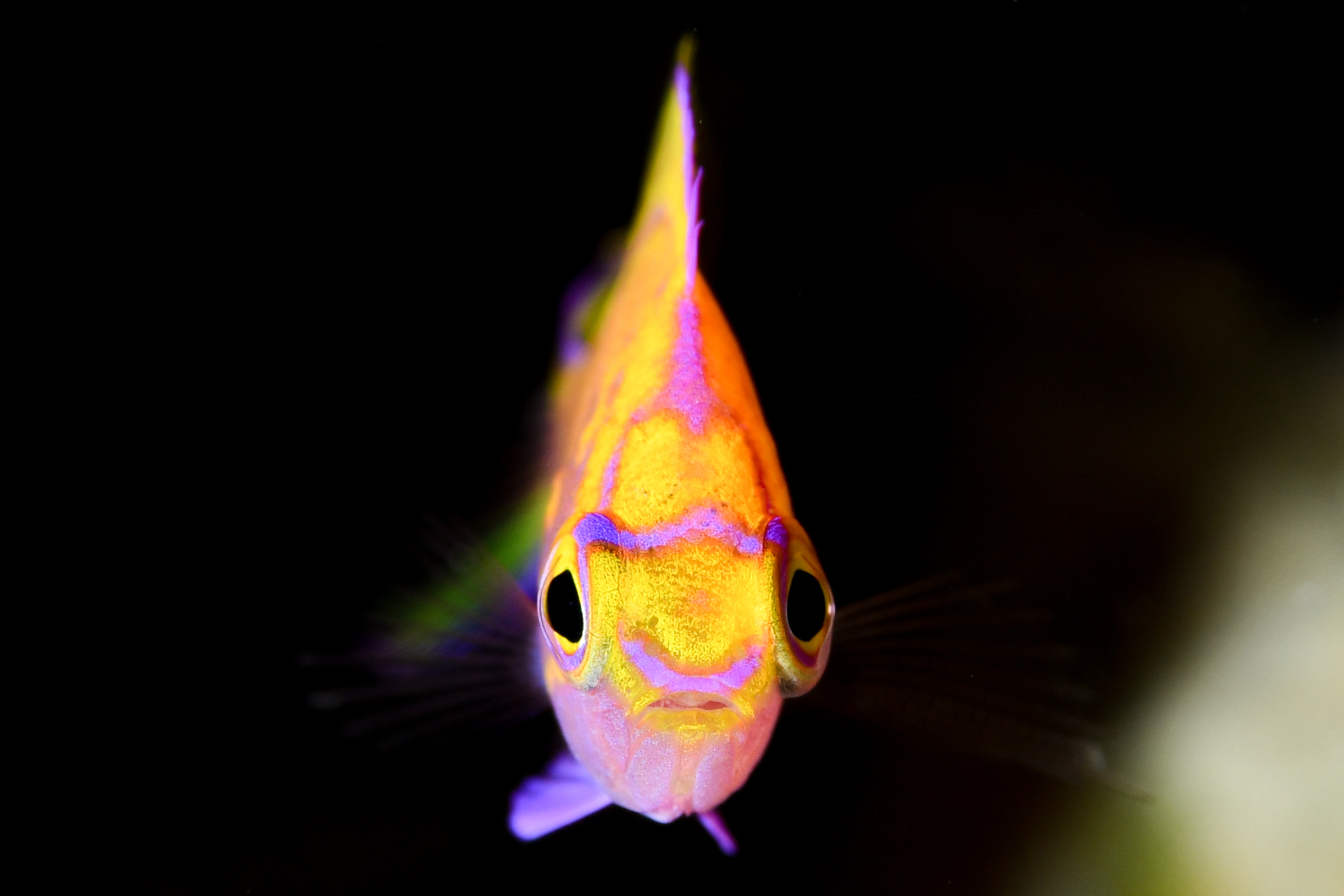 ハナゴンベの幼魚（Serranocirrhitus latus）