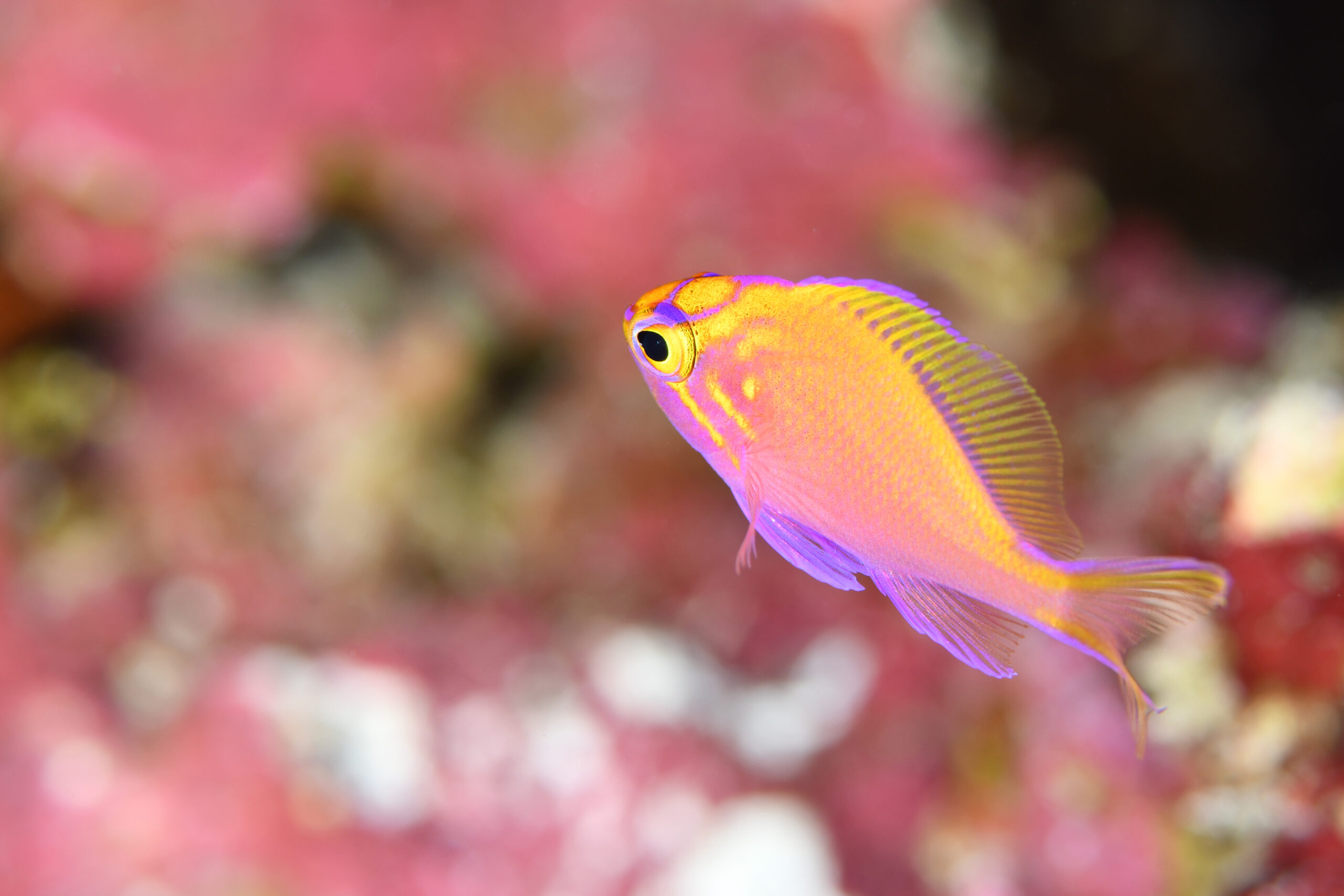 ハナゴンベの幼魚（Serranocirrhitus latus）