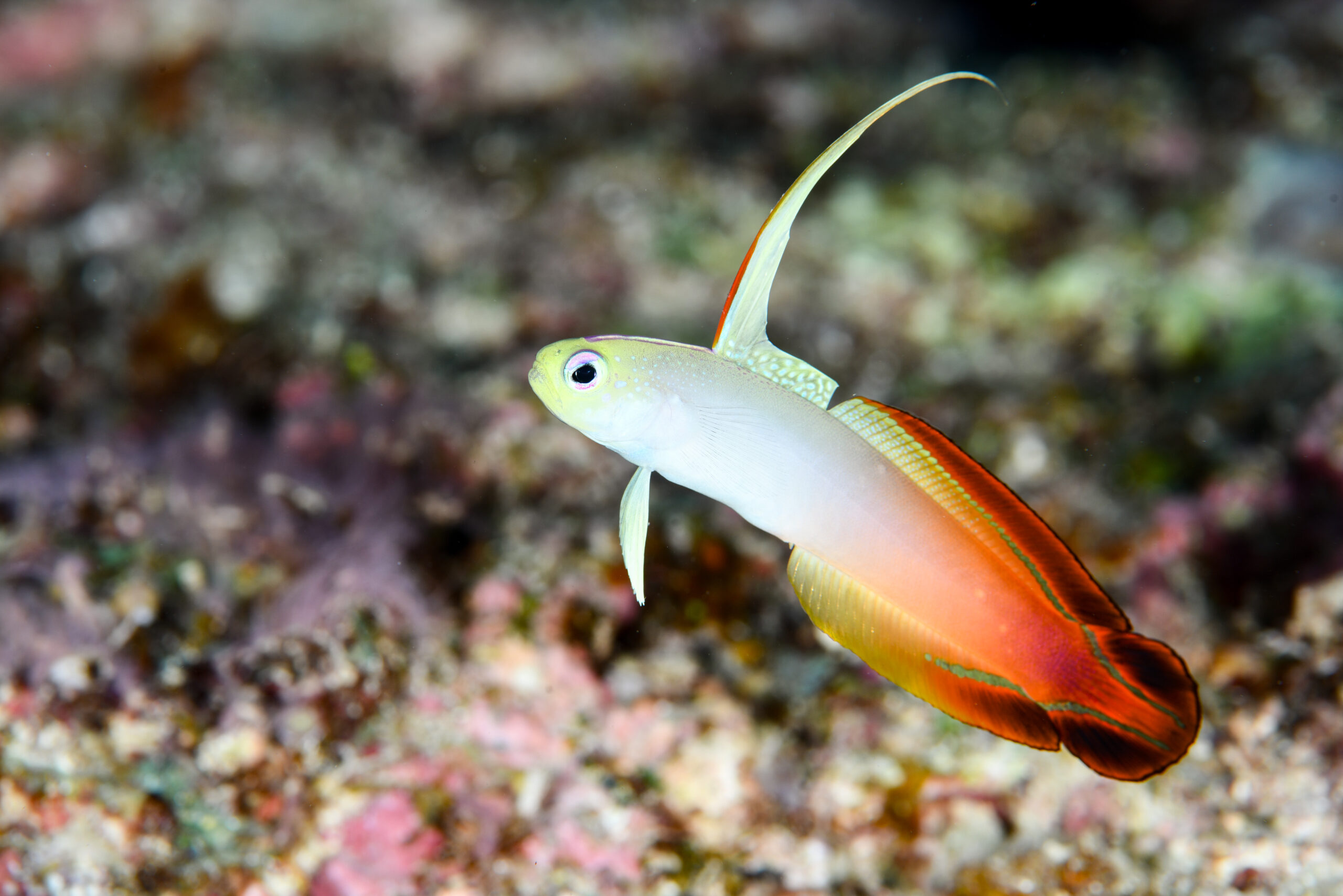 ハタタテハゼ（Nemateleotris magnifica）