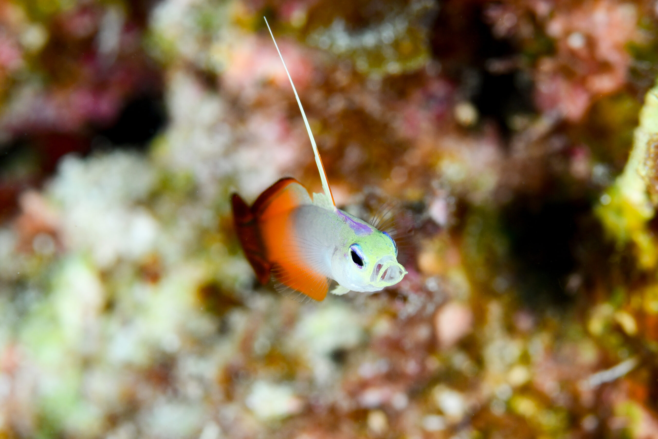 ハタタテハゼ（Nemateleotris magnifica）